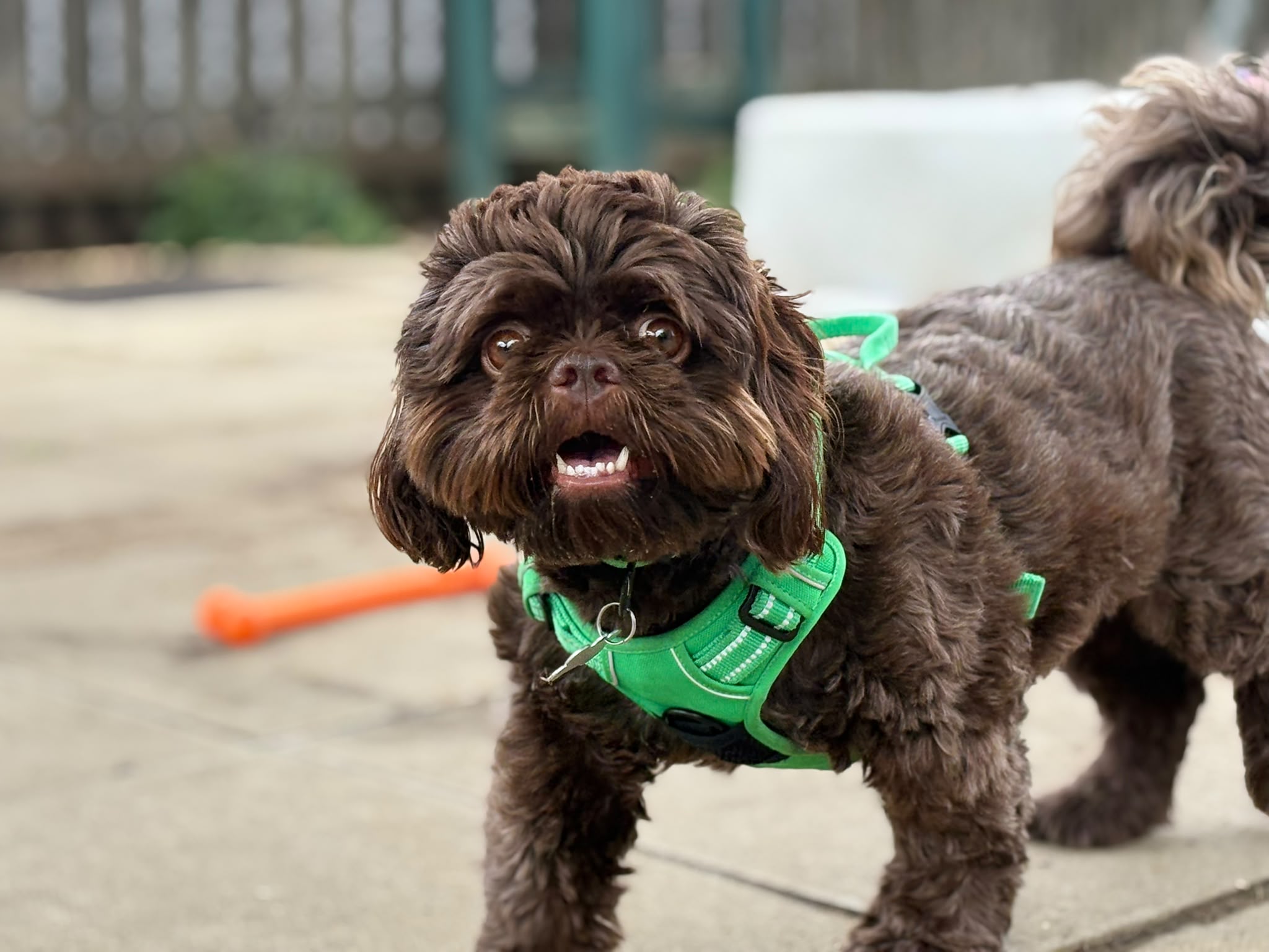 A small brown dog with curly fur and a green harness stands on a patio, looking at the camera with its mouth open. An orange stick lies on the ground in the background.