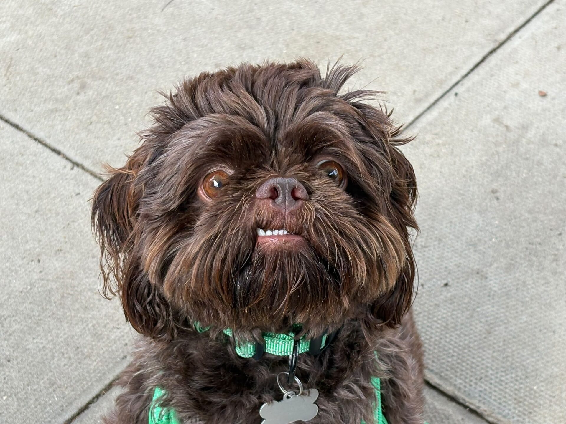 A small brown dog with shaggy fur and an underbite looks up, wearing a green harness and silver tag, sitting on light grey pavement.