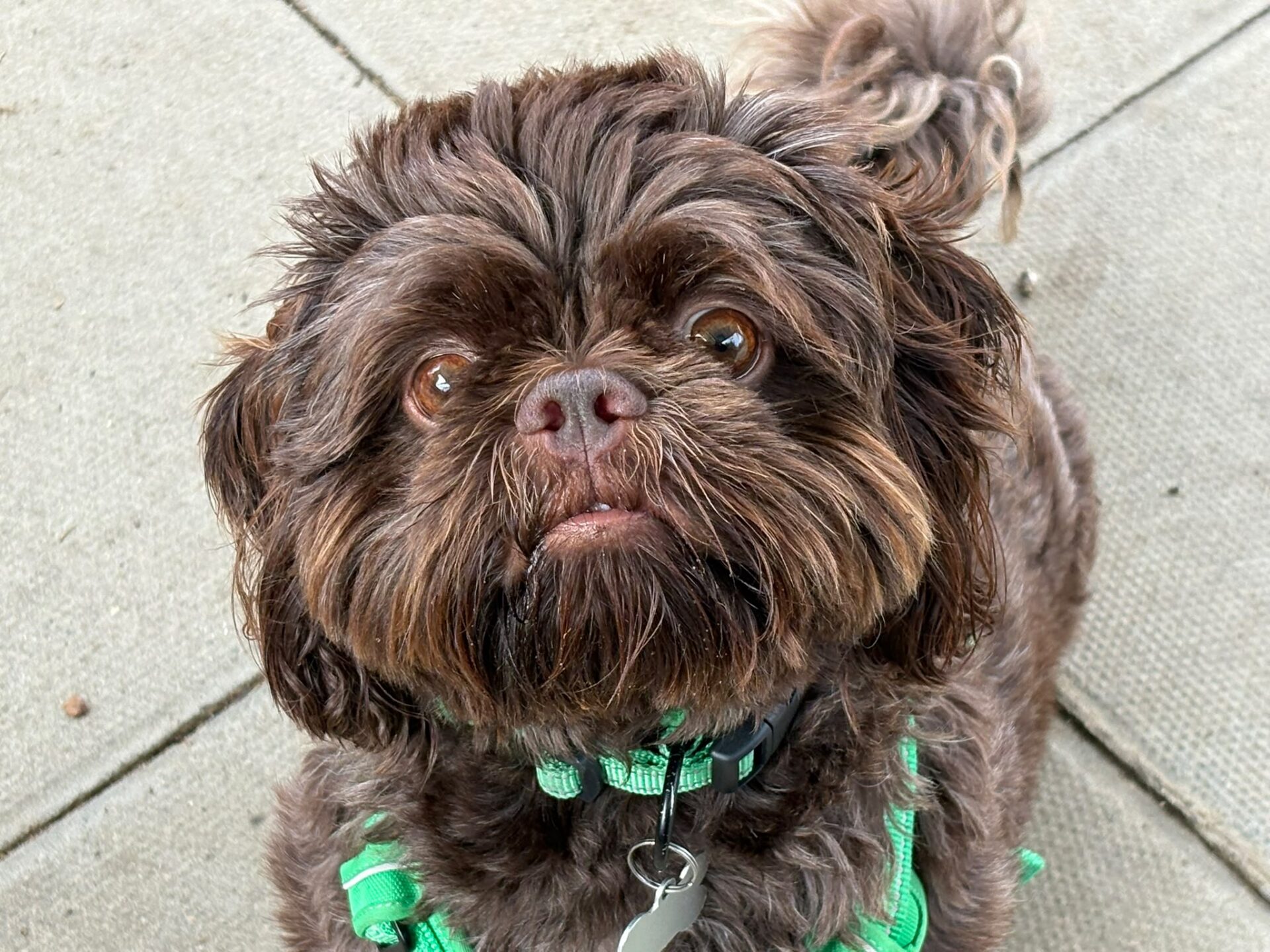 A small, brown, fluffy shih tzu with bright eyes and a green harness looks up at the camera whilst standing on a tiled outdoor surface.