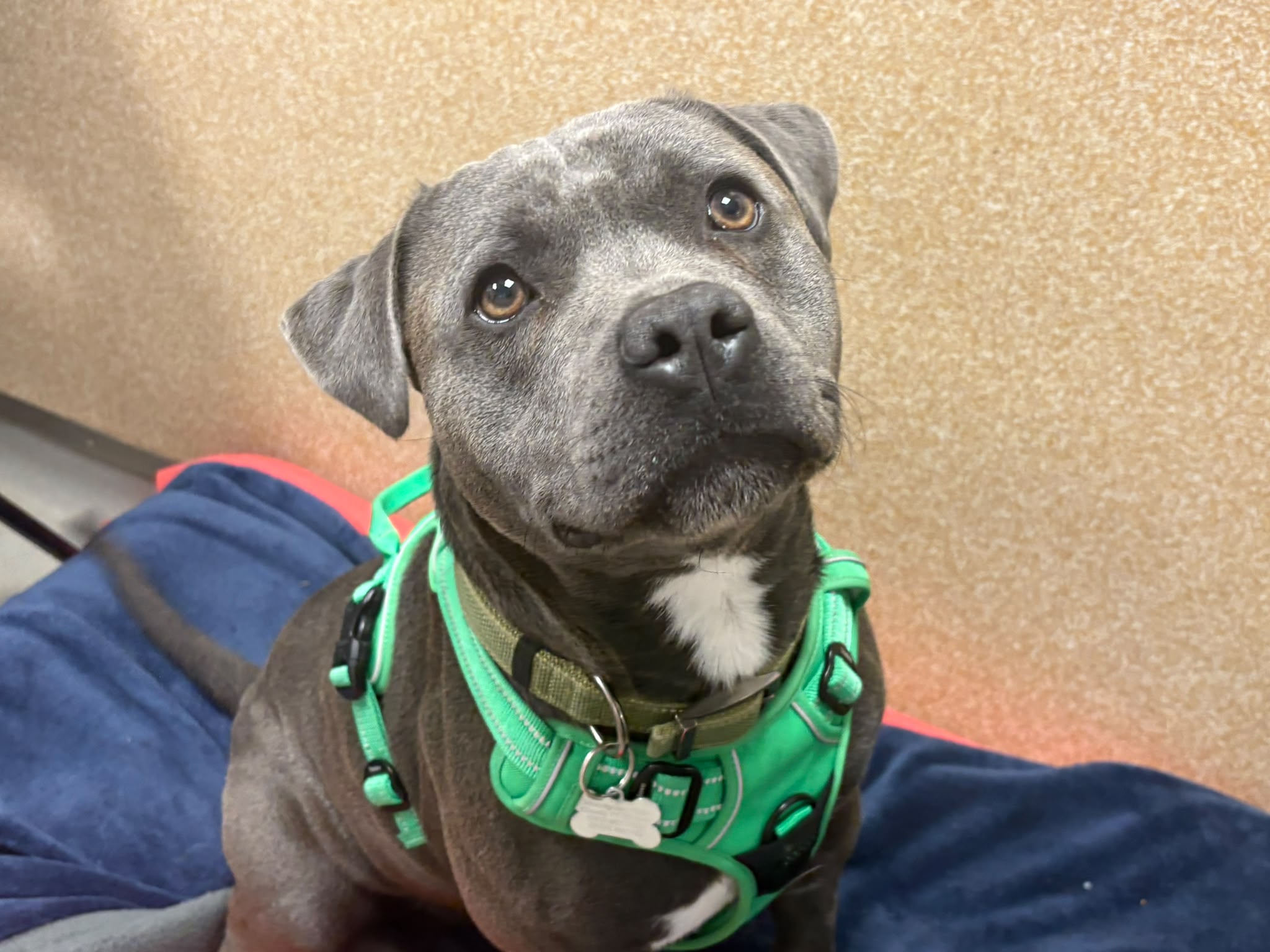A grey Staffy with a white chest patch sits on a blue blanket, wearing a bright green harness and collar, looking up with gentle, curious eyes against a tan wall background.