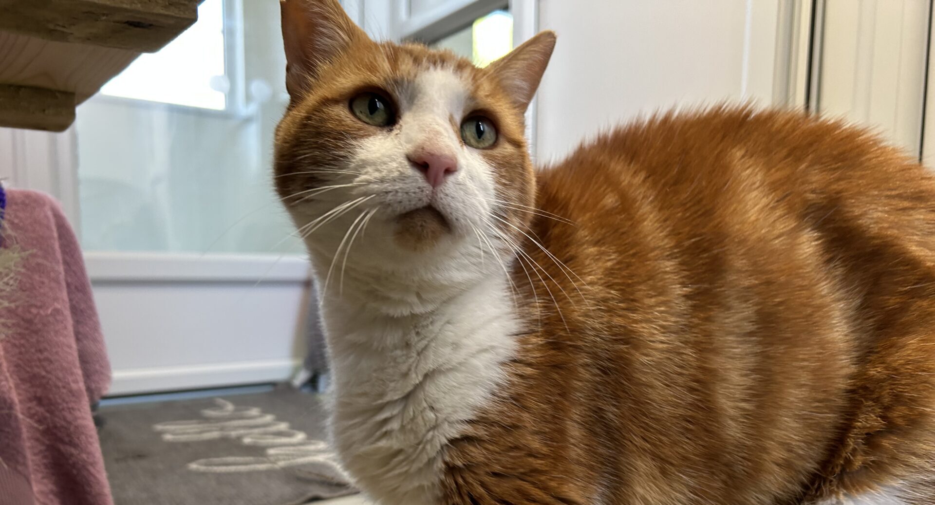 A ginger and white cat stands indoors near a staircase, with cat toys and a purple towel visible in the background. The cat looks upwards, and light streams in from windows behind it.