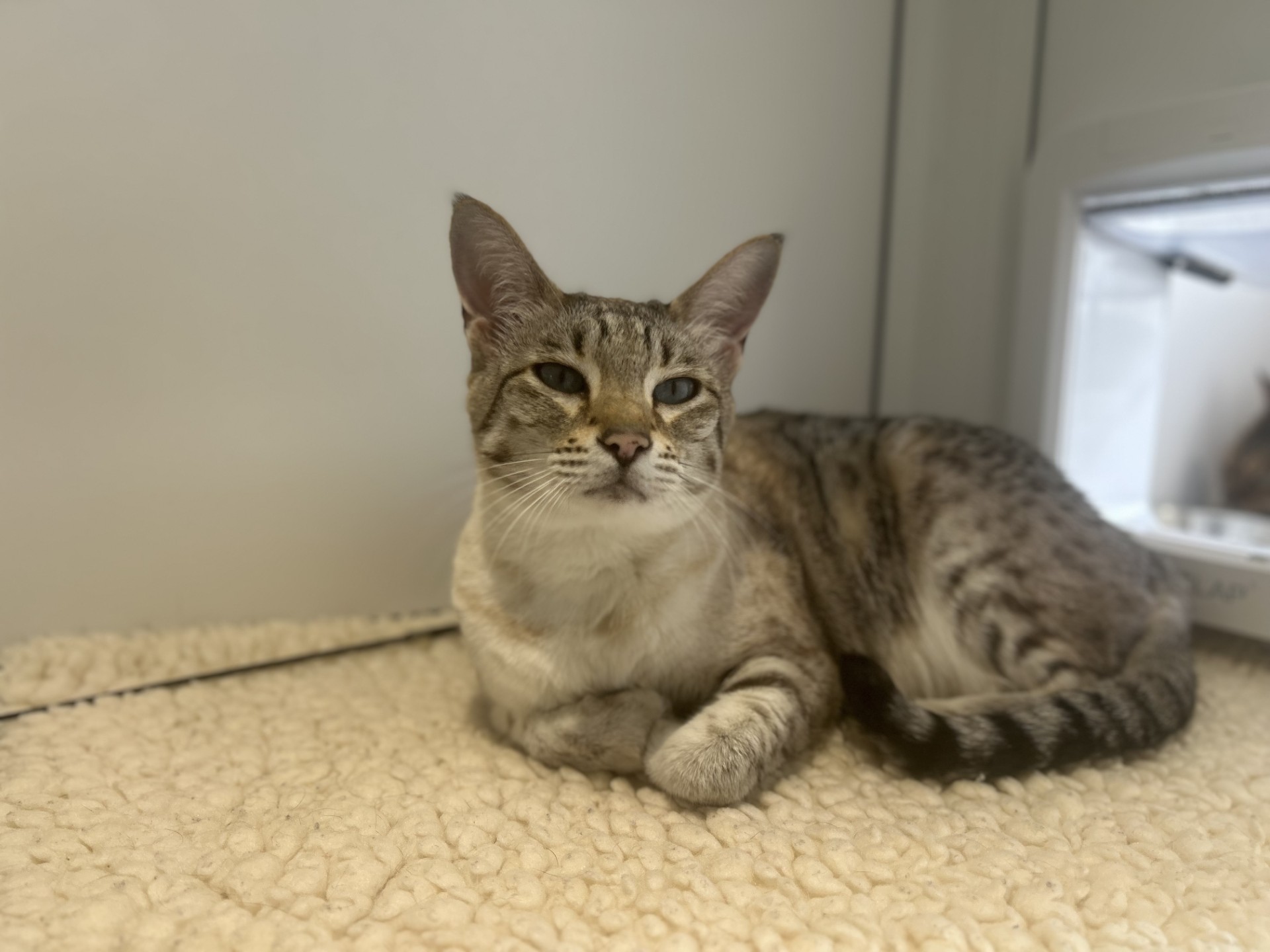 A relaxed tabby cat with green eyes lies on a soft, cream-coloured blanket near a cat flap, looking calmly at the camera.