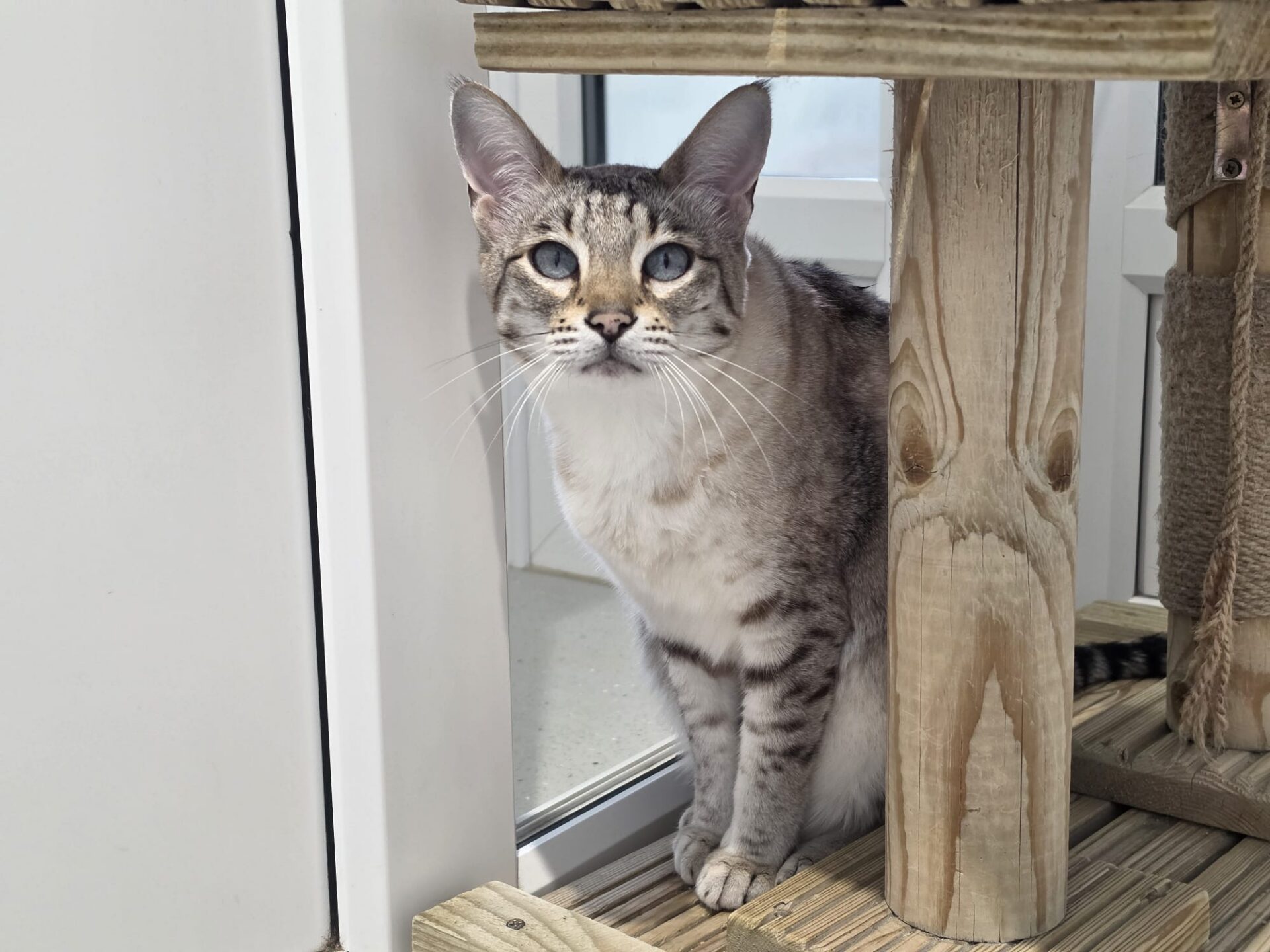 A light grey tabby cat with blue eyes sits on a wooden platform next to a glass door, looking directly at the camera.