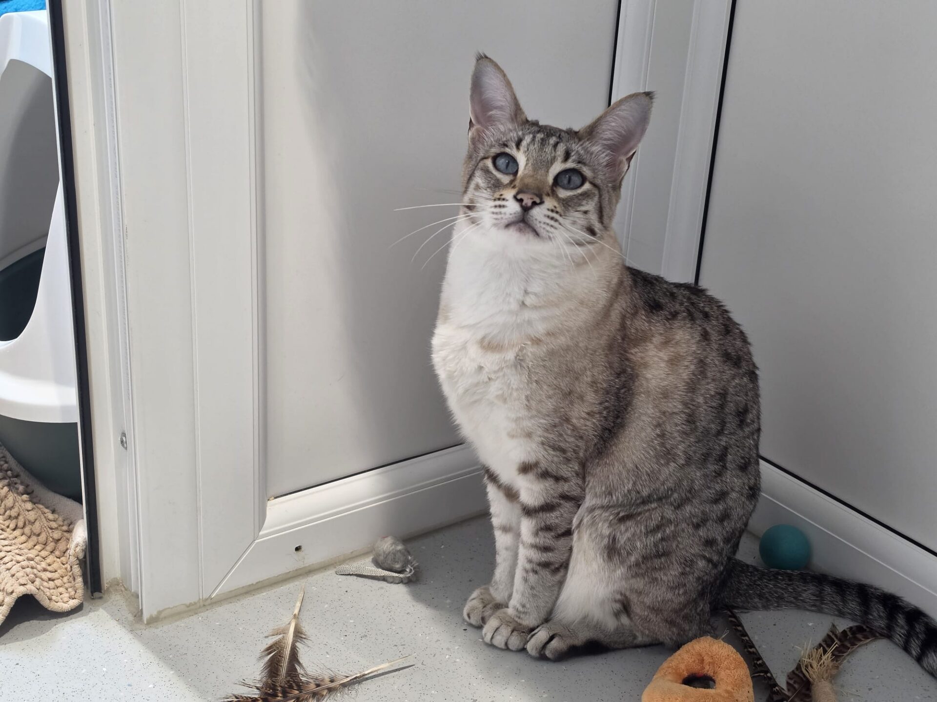 A grey and white tabby cat with blue eyes sits by a white door, surrounded by various cat toys and feathers on the floor.