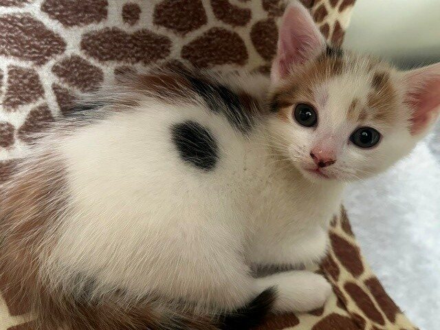 A small white and brown kitten with a distinctive black spot on its side lies on a giraffe-patterned blanket, looking towards the camera with wide eyes.