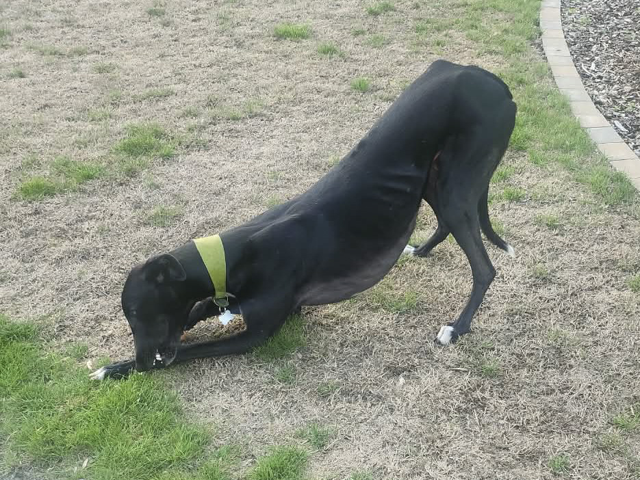 A black dog, Reggie Greyhound, with a green collar stretches down on patchy grass, sniffing or nibbling at the green area.