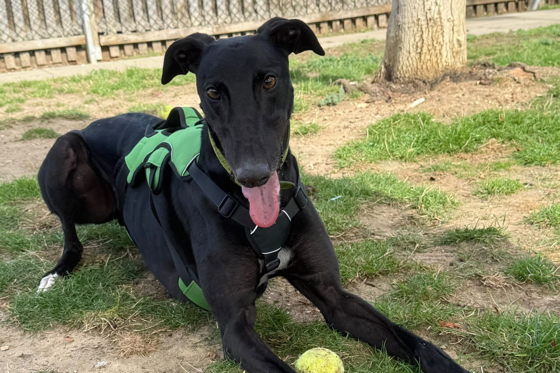A black greyhound named Reggie Greyhound, wearing a green harness, lies on the grass with its tongue out next to a yellow tennis ball. A tree and a wooden fence are in the background.