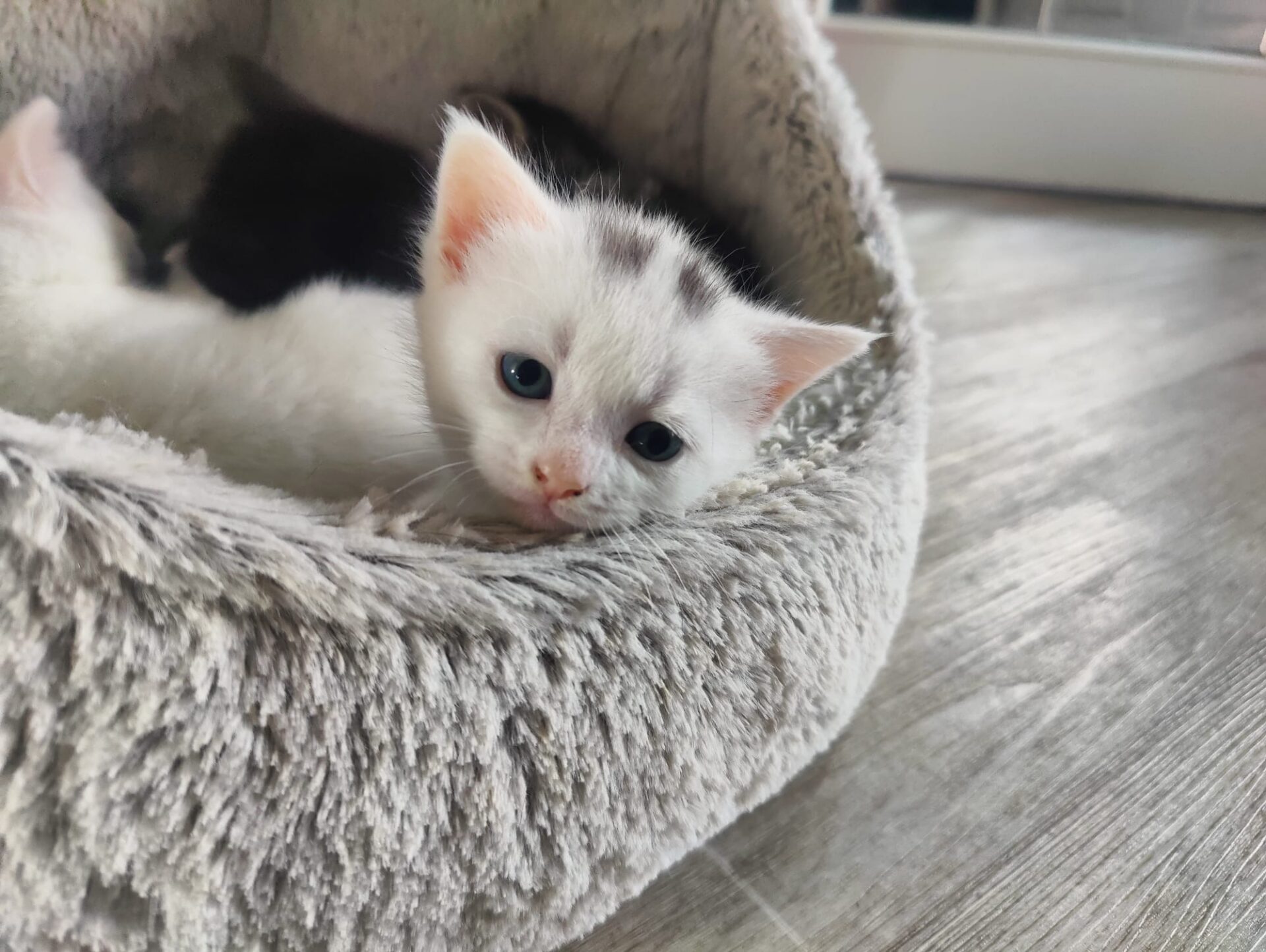 A small white kitten with dark grey spots lies in a fluffy, round pet bed, looking up with blue eyes. The floor is light-coloured wood, and another kitten is partially visible in the background.