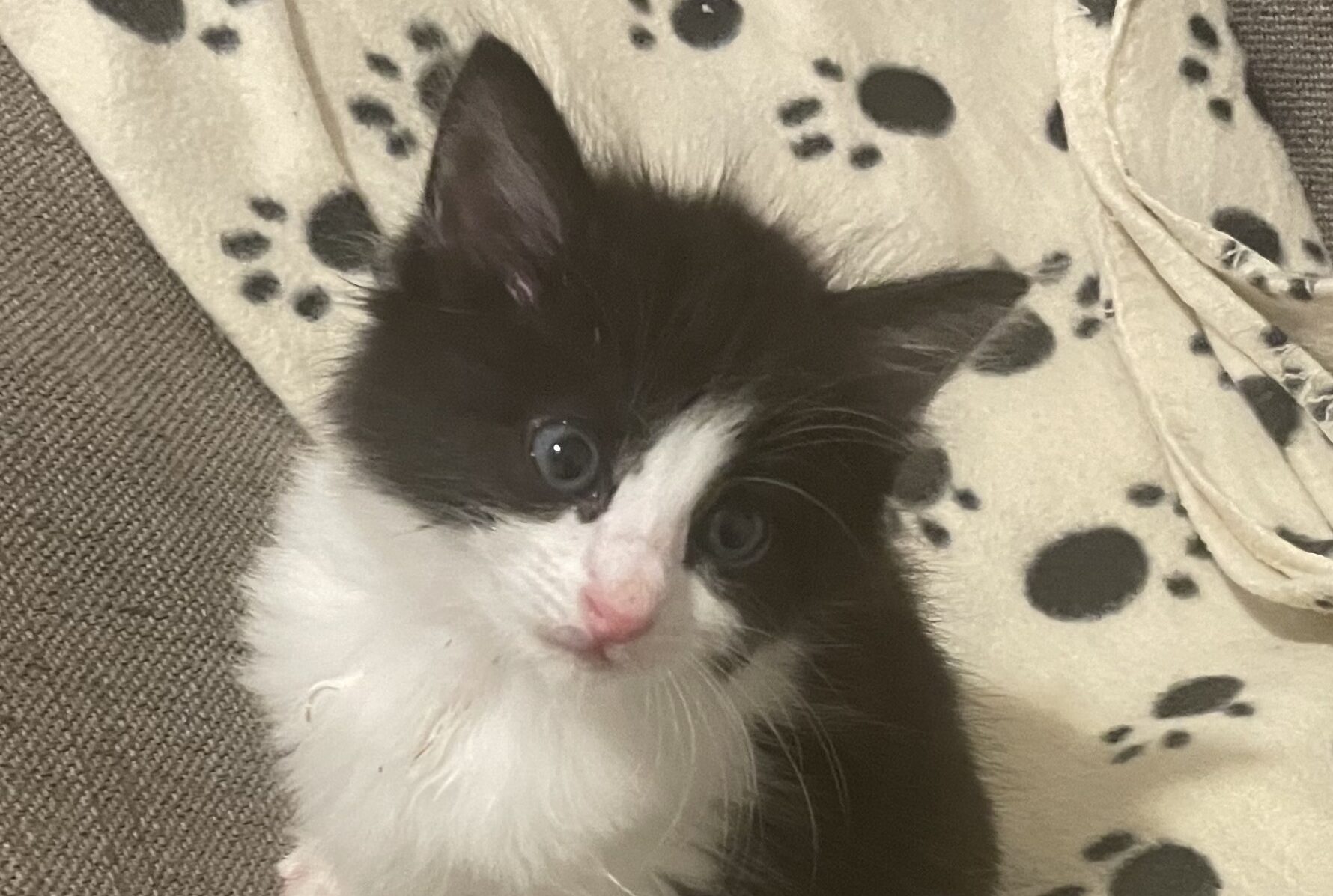 A black and white kitten with blue eyes sits on a sofa beside a cream-coloured blanket with black paw prints, looking up at the camera.