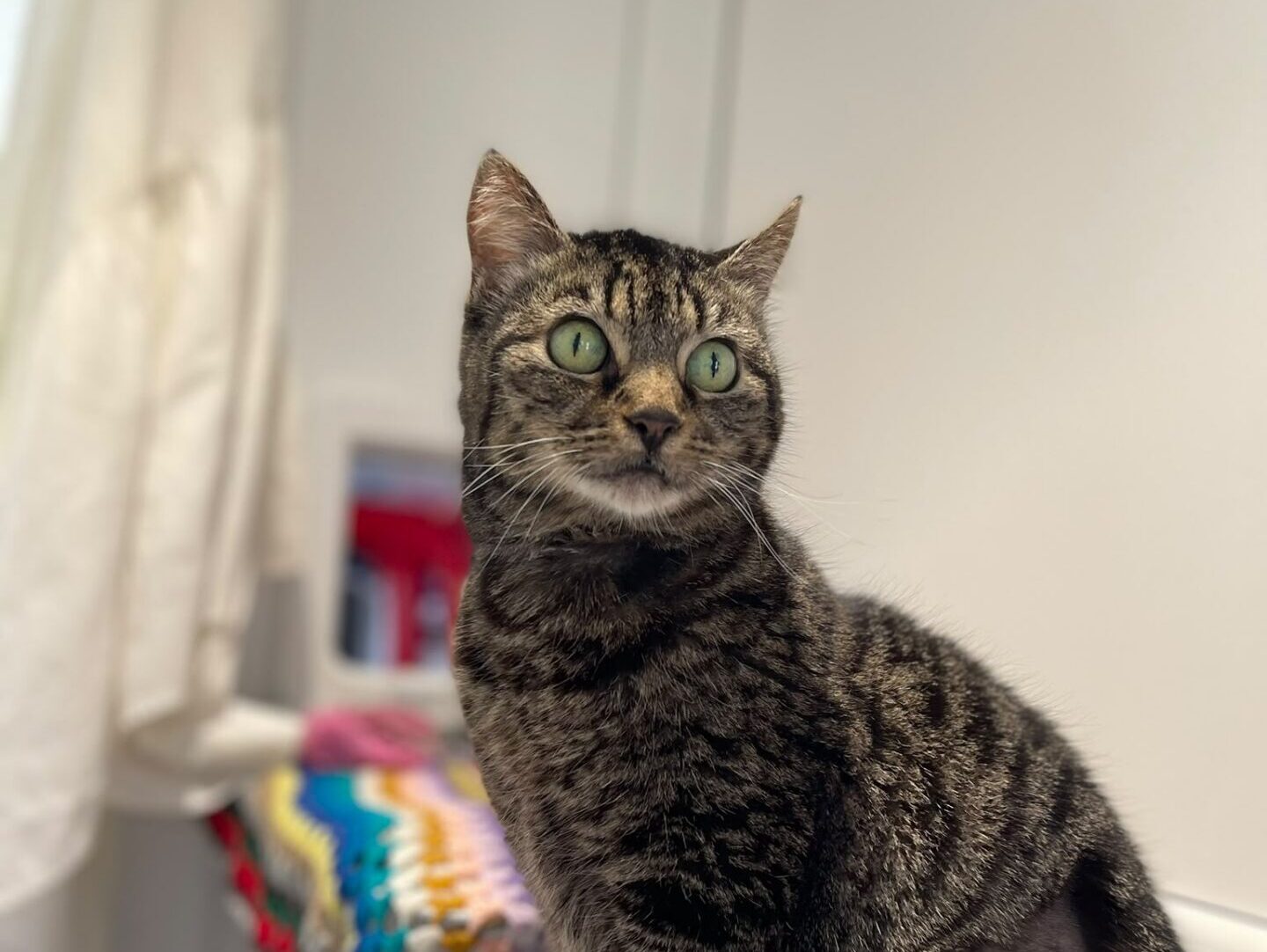 A tabby cat with green eyes and a shaved patch on its hind leg sits on a patterned cloth, looking alert. The background features white walls and a colourful crocheted blanket.