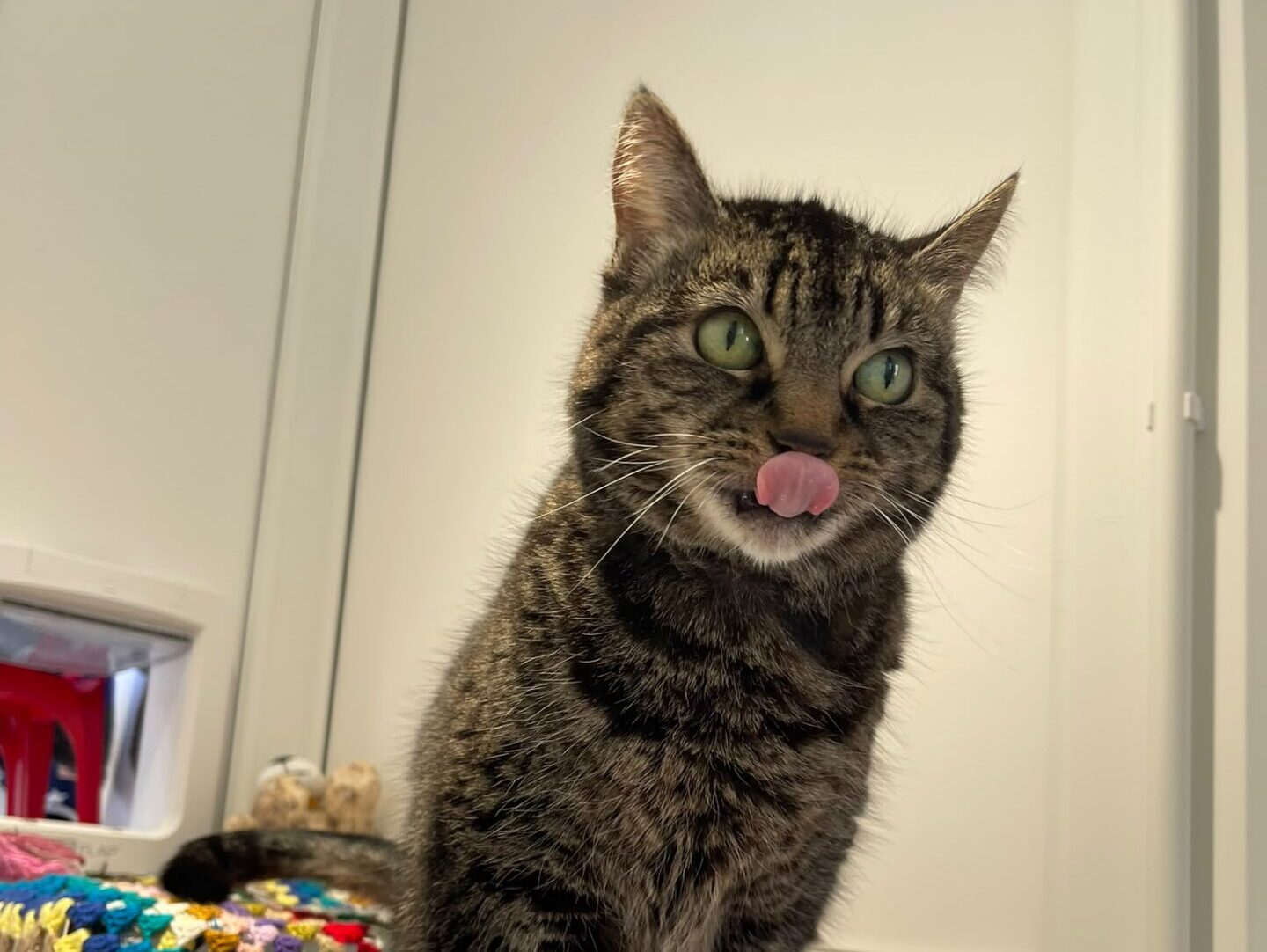 A tabby cat stands on a table covered with blankets, facing the camera with its tongue out, licking its nose. Colourful crocheted blankets are visible to the left. The background shows a white wall and door.