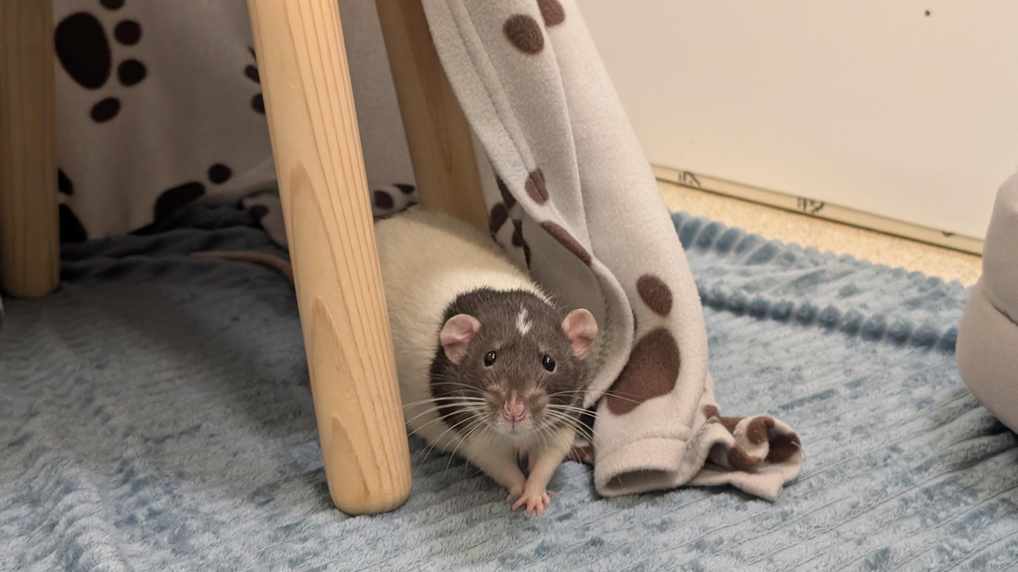 A black and white rat peeks out from under a wooden stool and a grey blanket with brown spots, sitting on a textured blue mat.