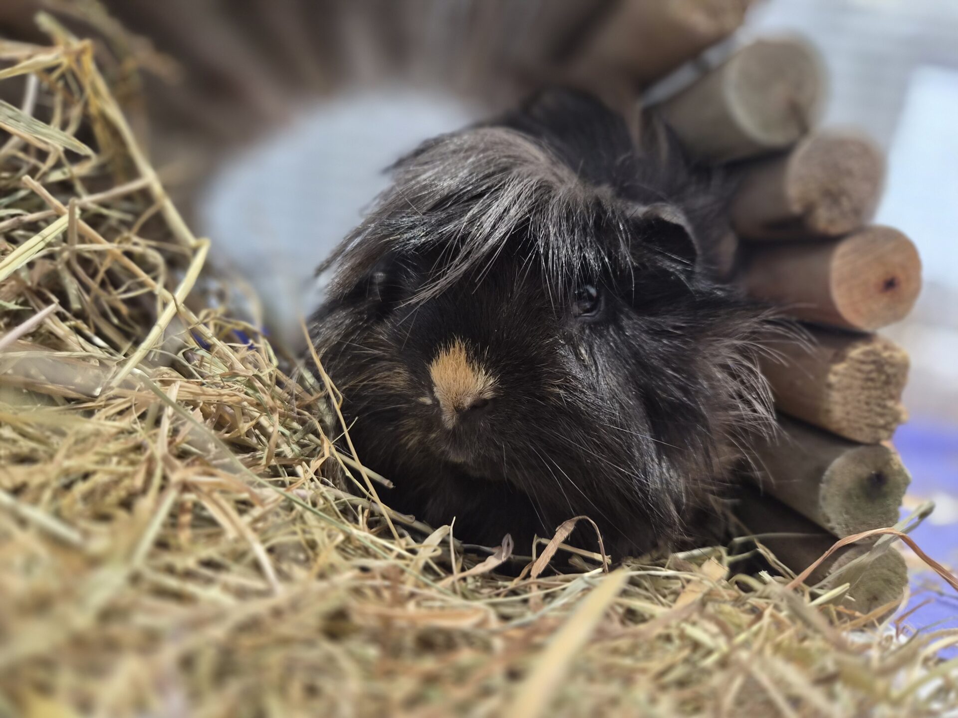 A black guinea pig with a tuft of hay in front, sitting under a small wooden bridge, surrounded by hay.