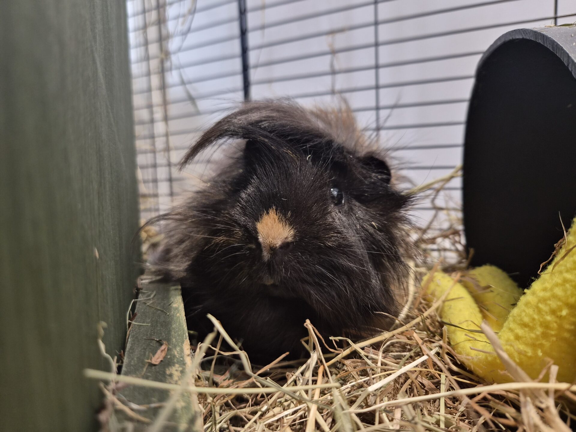 A fluffy black guinea pig with a tan spot on its nose sits on hay inside a cage, next to a yellow fleece item and a dark shelter.
