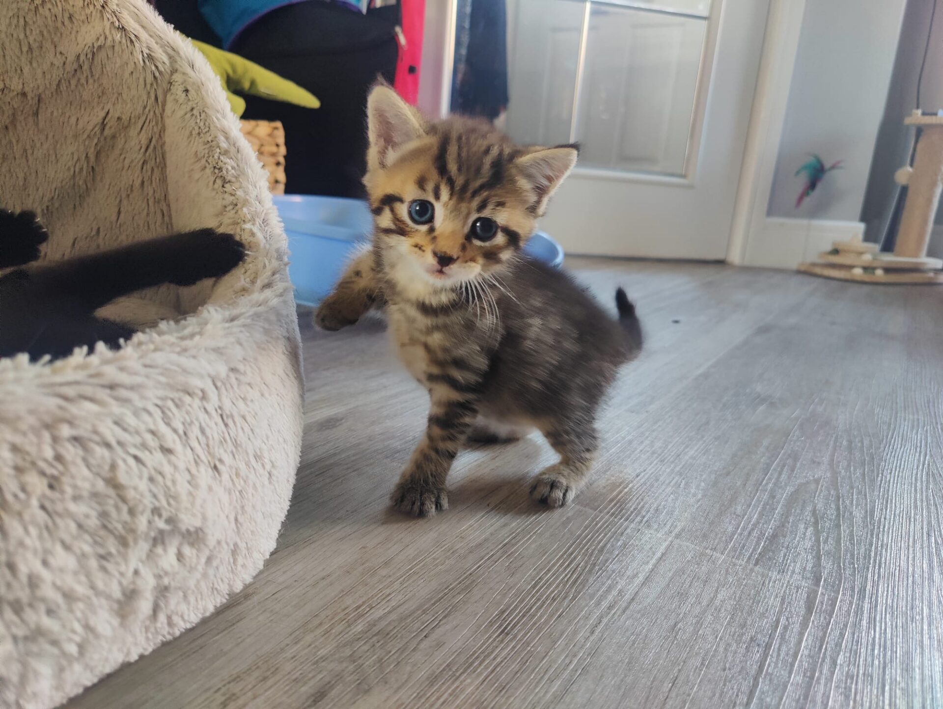 A small tabby kitten with blue eyes stands on a wooden floor next to a beige pet bed, looking curiously at the camera. The background shows toys and furniture in a cosy room.