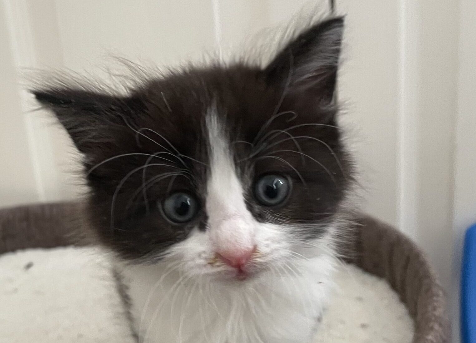 A black and white kitten with blue eyes sits on a soft, round cat perch, looking up at the camera. The background shows a white panelled wall and part of a blue object.