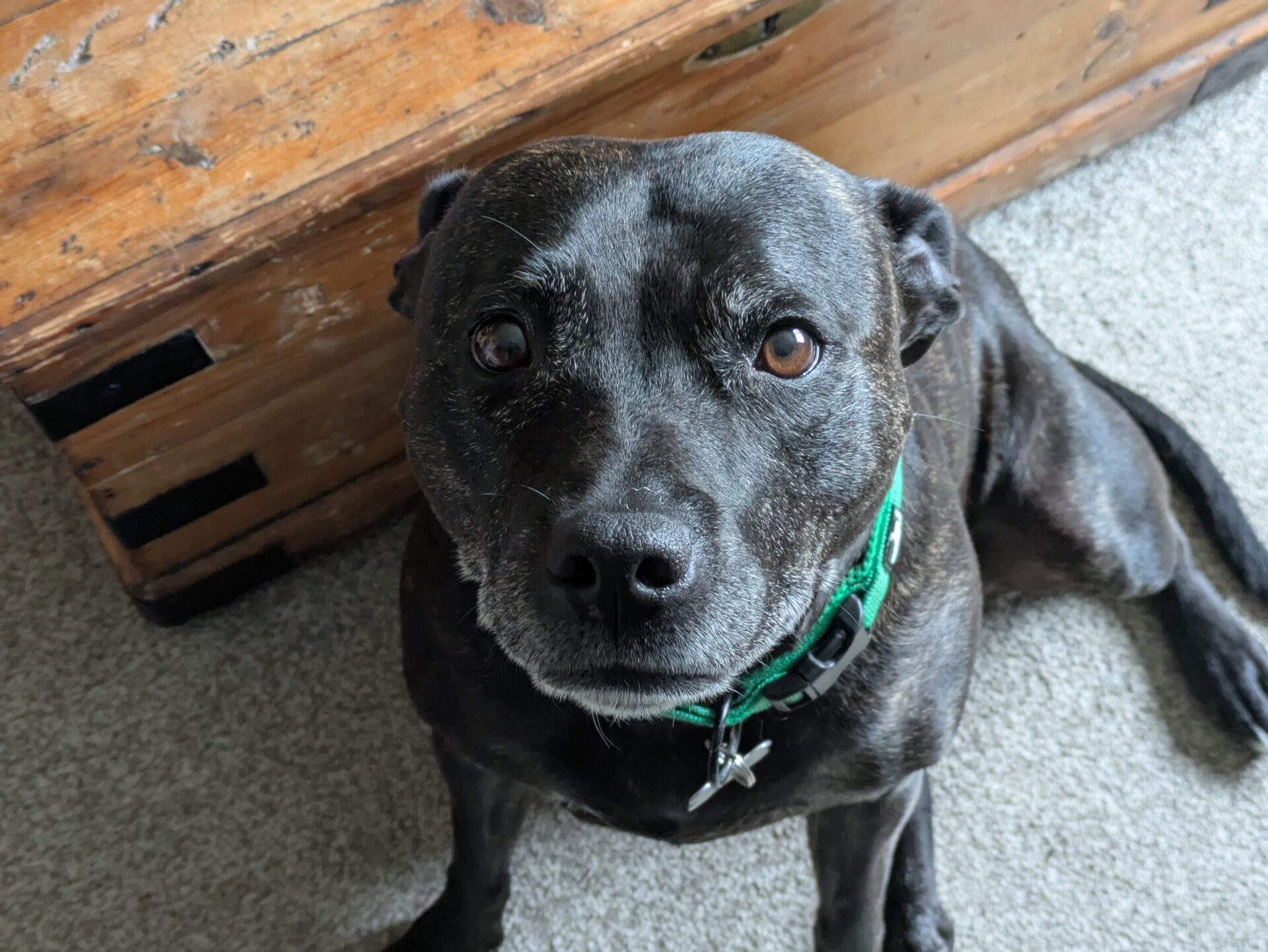 A black Sunny Staffy Dog with a green collar sits on a light carpet, looking up with wide, expressive eyes. A wooden chest is partially visible in the background.