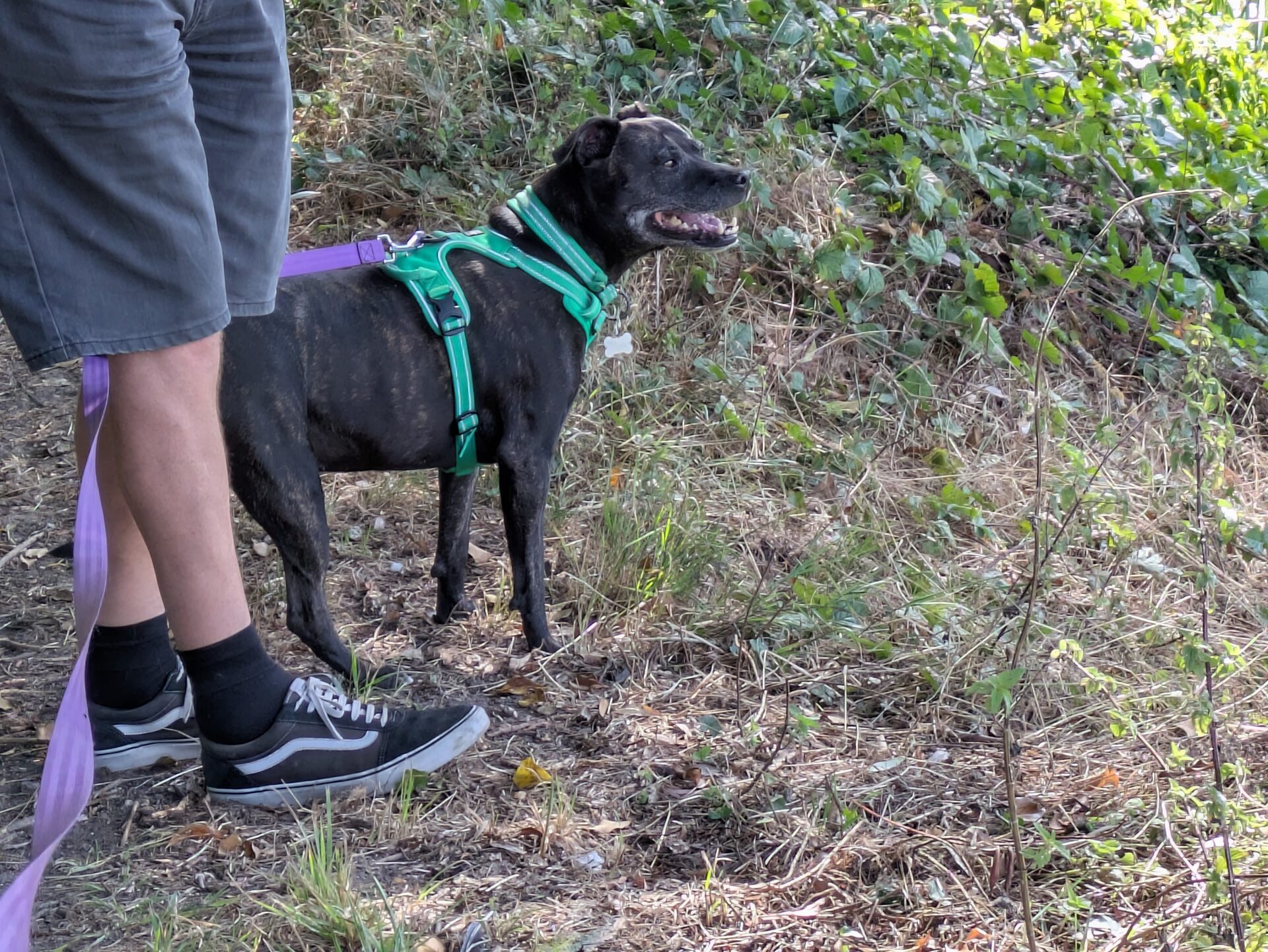 A black Sunny Staffy Dog wearing a green harness stands on grass next to a person in shorts and trainers. The dog is on a purple lead and looking ahead, surrounded by greenery and dry plants.
