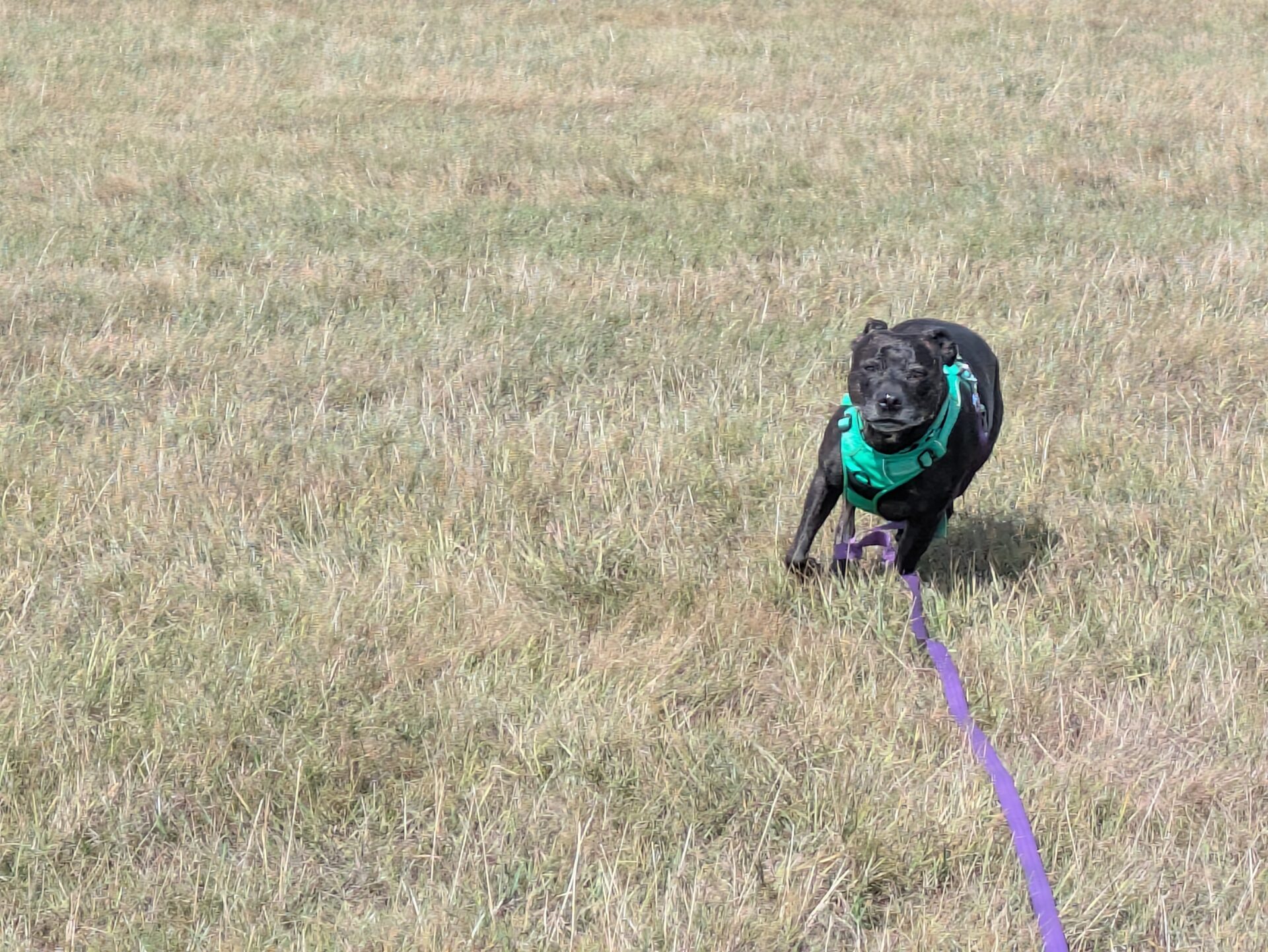 A black Sunny Staffy dog wearing a green harness runs across a grassy field, attached to a long purple lead trailing behind.