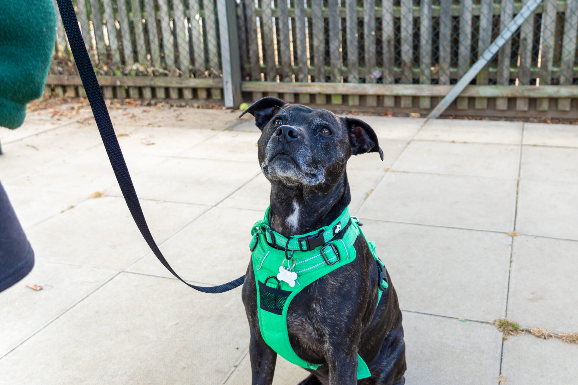 A black/brindle dog wearing a bright green harness sits on a paved patio, looking up attentively. The dog is on a lead, and a wooden fence is in the background.