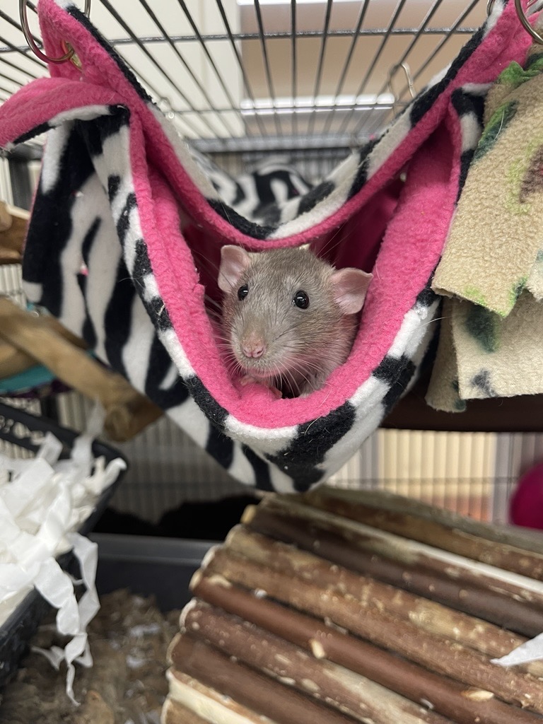 A grey rat peeks out from a cosy, zebra-striped and pink hammock inside a cage, surrounded by wooden sticks and shredded cardboard bedding.