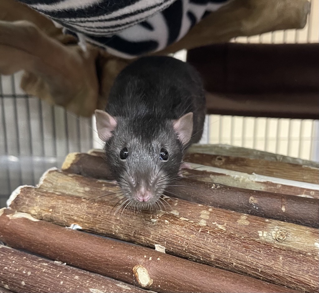 A black rat stands on a wooden bridge inside a cage, looking directly at the camera. Hammocks and cage bars are visible in the background.
