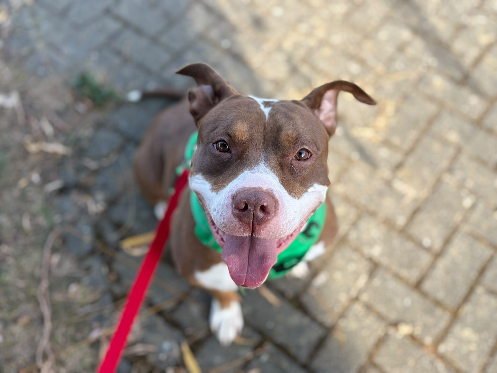 A brown and white dog with a green bandana sits on a paved path, looking up with its tongue out, attached to a red lead.