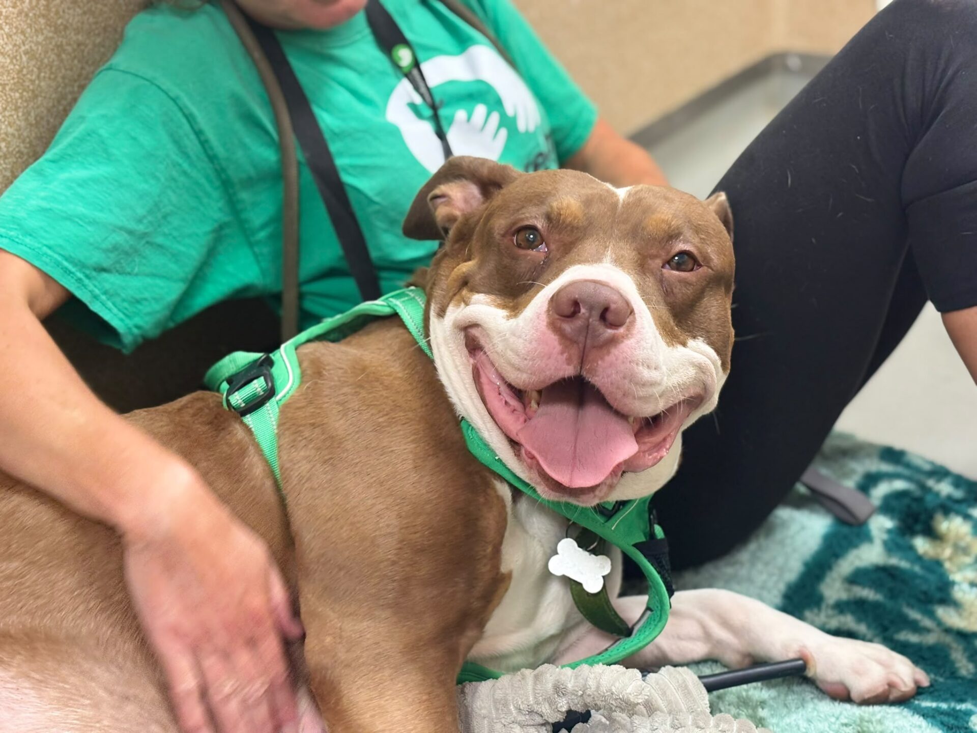 A brown and white dog wearing a green harness lies next to a person in a green shirt, smiling happily with its tongue out. The dog's head rests on the person's leg.