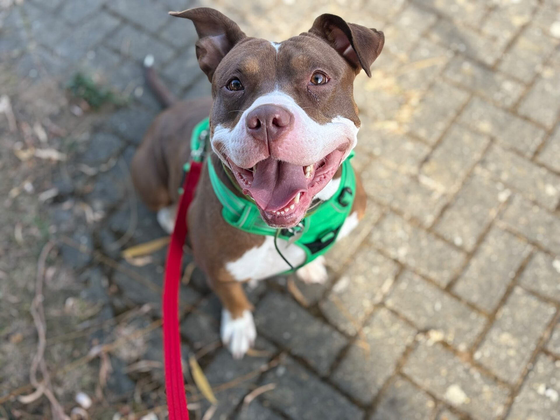 A happy brown and white dog wearing a green harness and red lead sits on a stone path, looking up with its mouth open and tongue out.