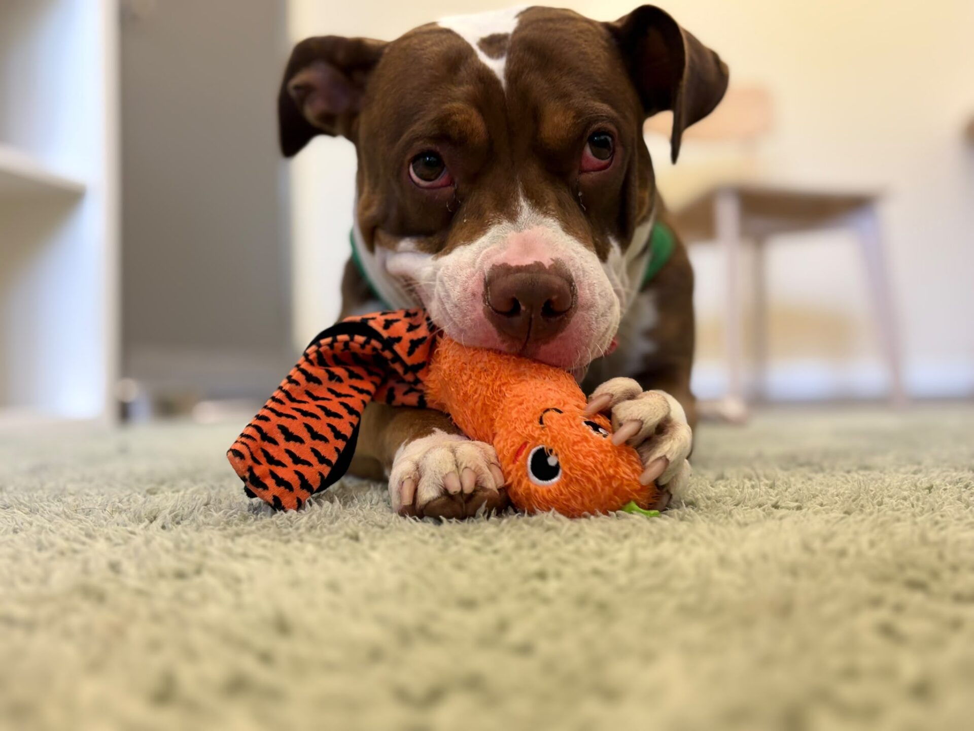 A brown and white dog lies on a carpet, holding an orange and black plush toy in its mouth, looking up with wide eyes.