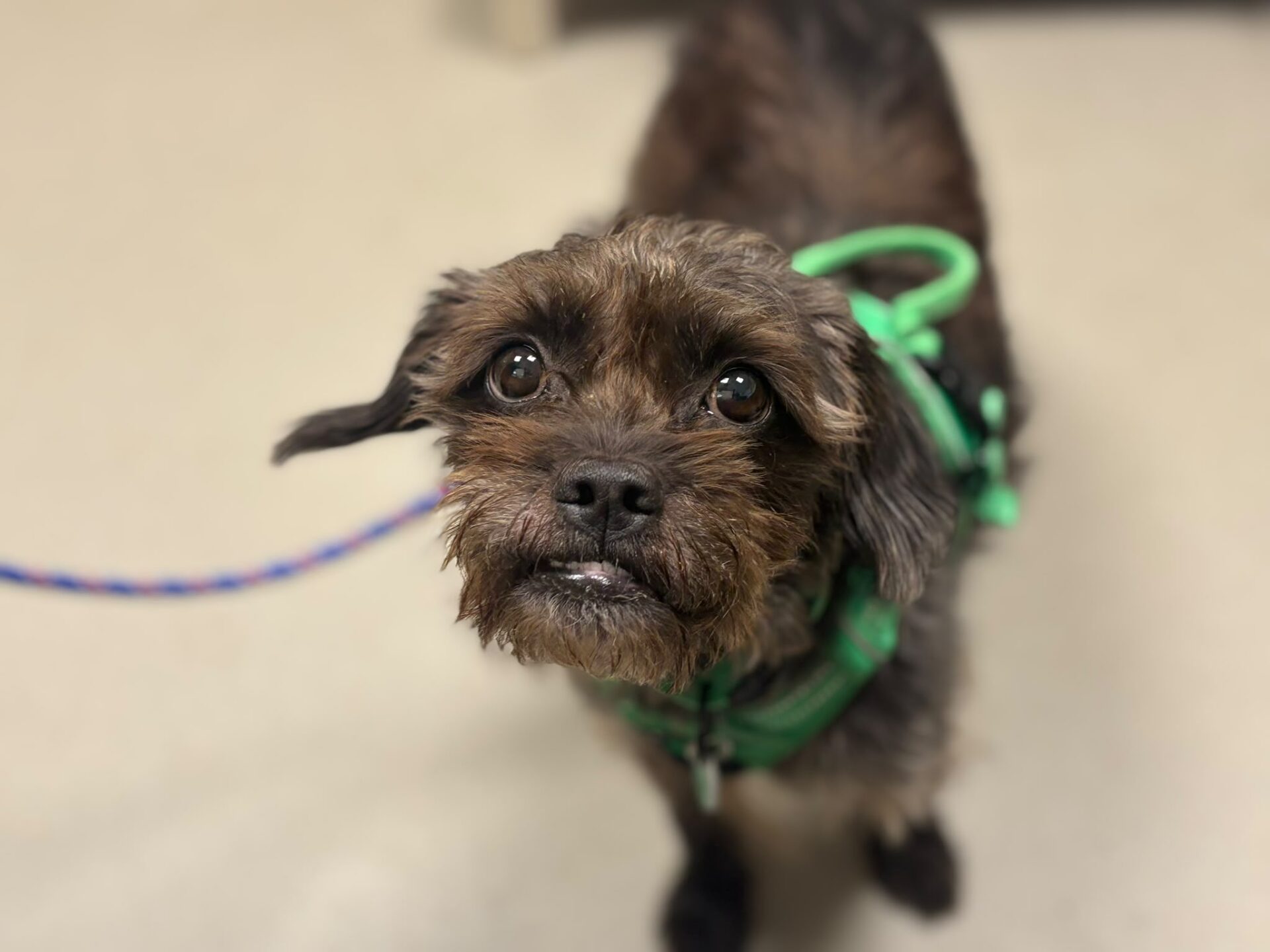 A small, scruffy brown poodle cross dog with a green harness looks up with wide eyes and a slightly tilted head, standing on a light-coloured floor.