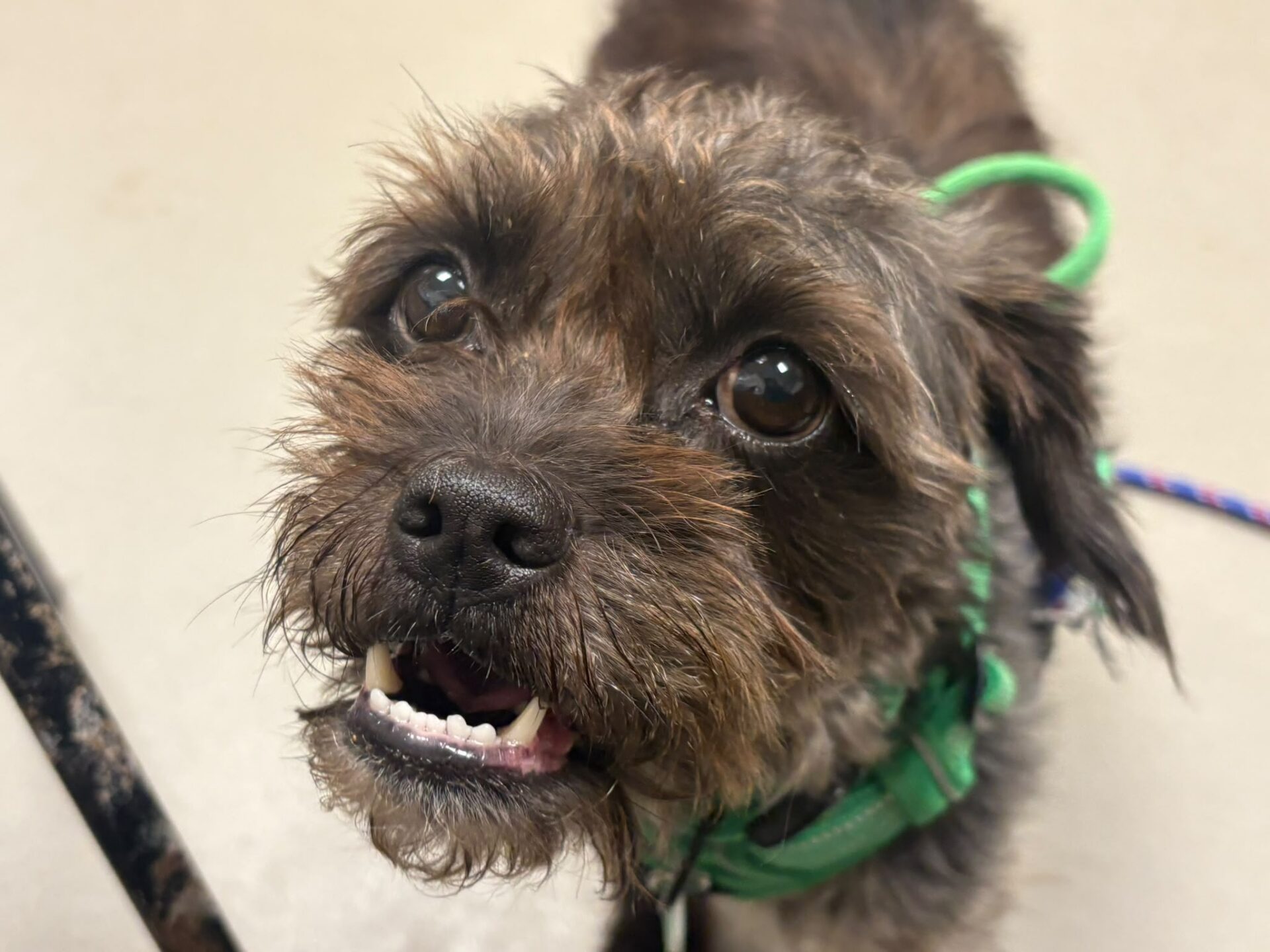 A scruffy brown dog with big eyes and a green harness looks up, mouth slightly open, showing its teeth.
