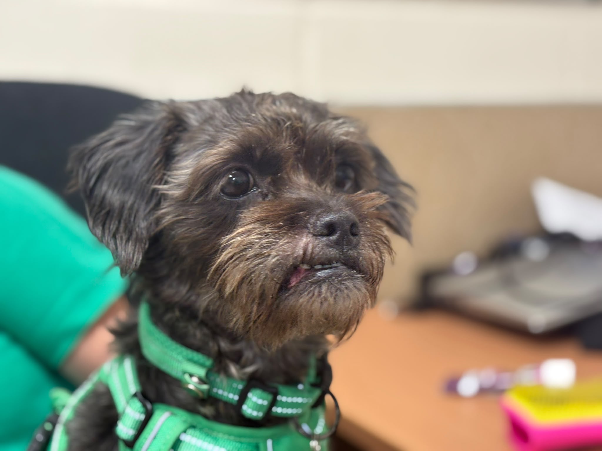 Small black dog with brown markings, likely a poodle cross French bulldog, wearing a green harness sits indoors, looking slightly to the side. Office items like a desk, computer, and pens are blurred in the background.