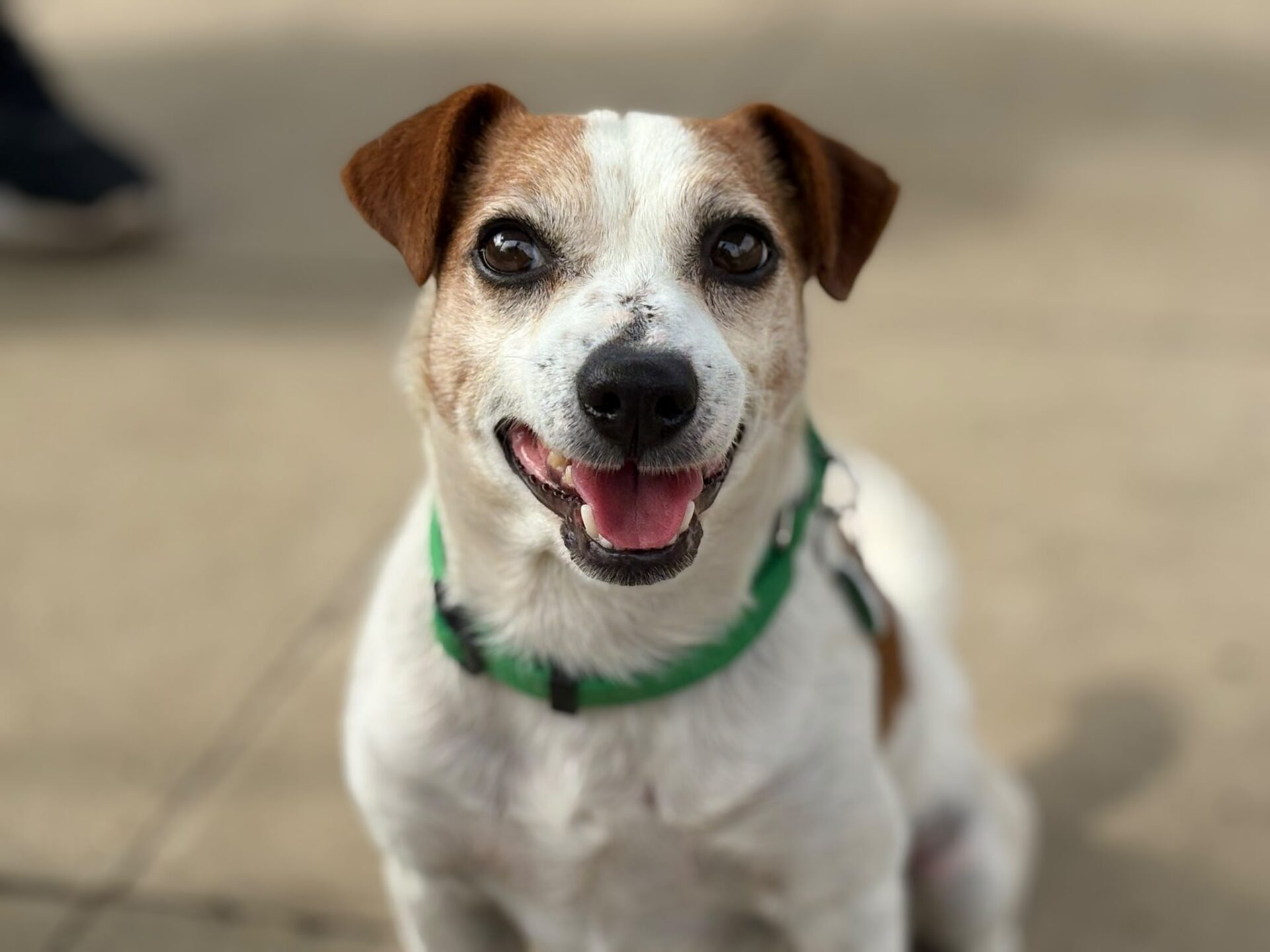 A small, happy Cashew dog with brown and white fur and a green collar sits on a light-coloured pavement, looking up with its mouth open and tongue out.