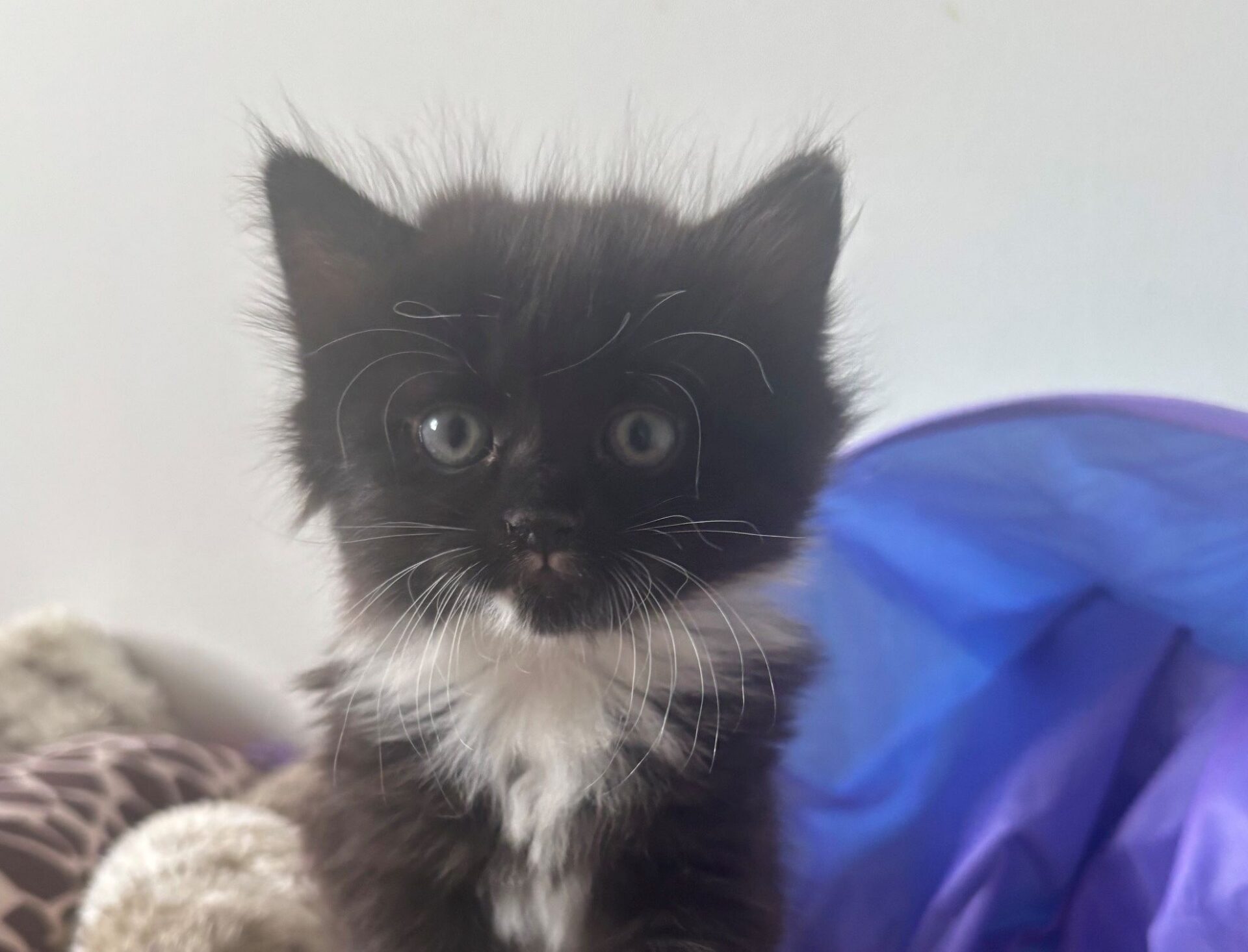 A fluffy black and white kitten with big eyes and long whiskers sits in front of a purple object, looking directly at the camera.
