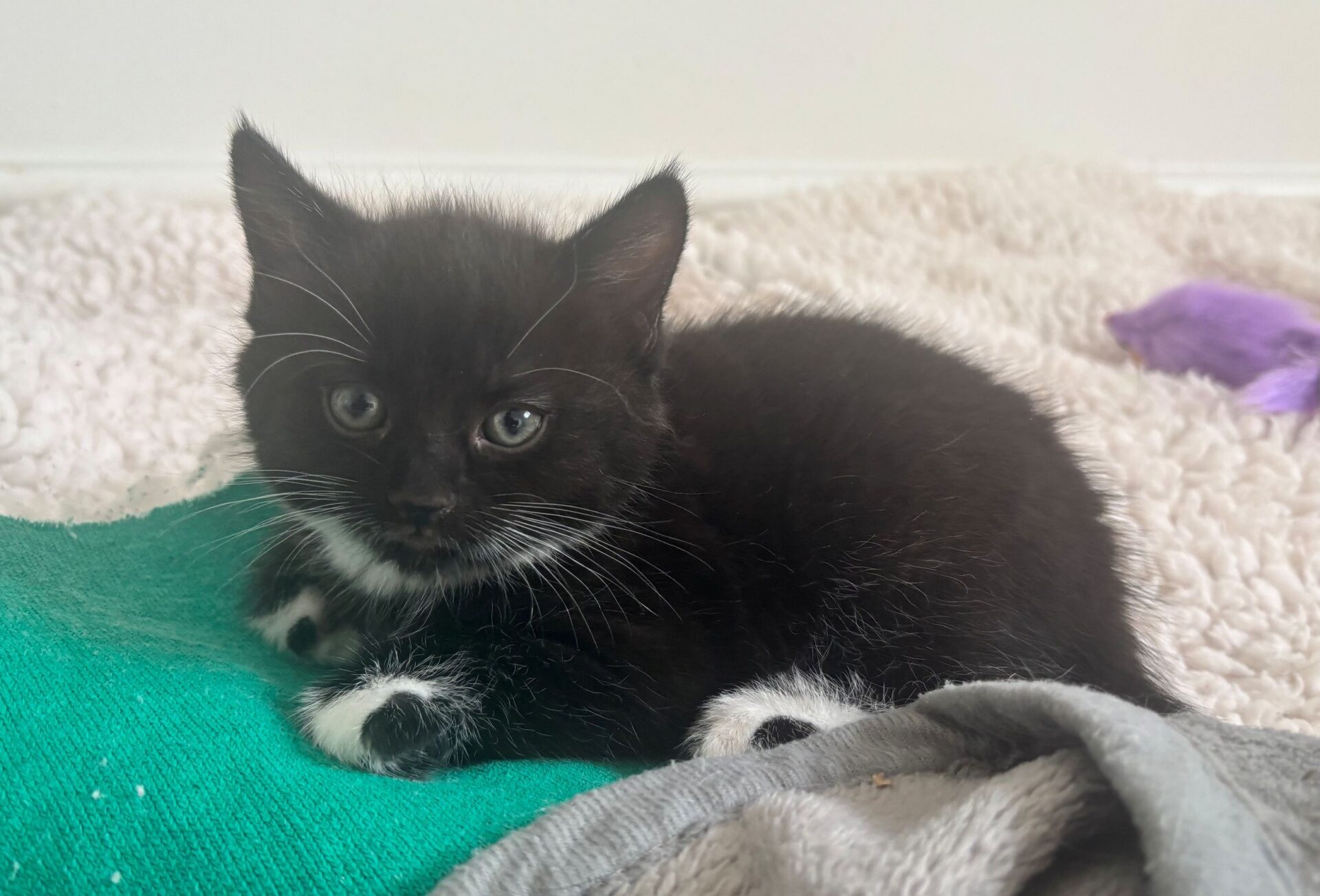 A small black and white kitten with white paws and a white chest lies on a green and grey blanket, looking towards the camera. A purple toy is in the background on a fluffy white surface.