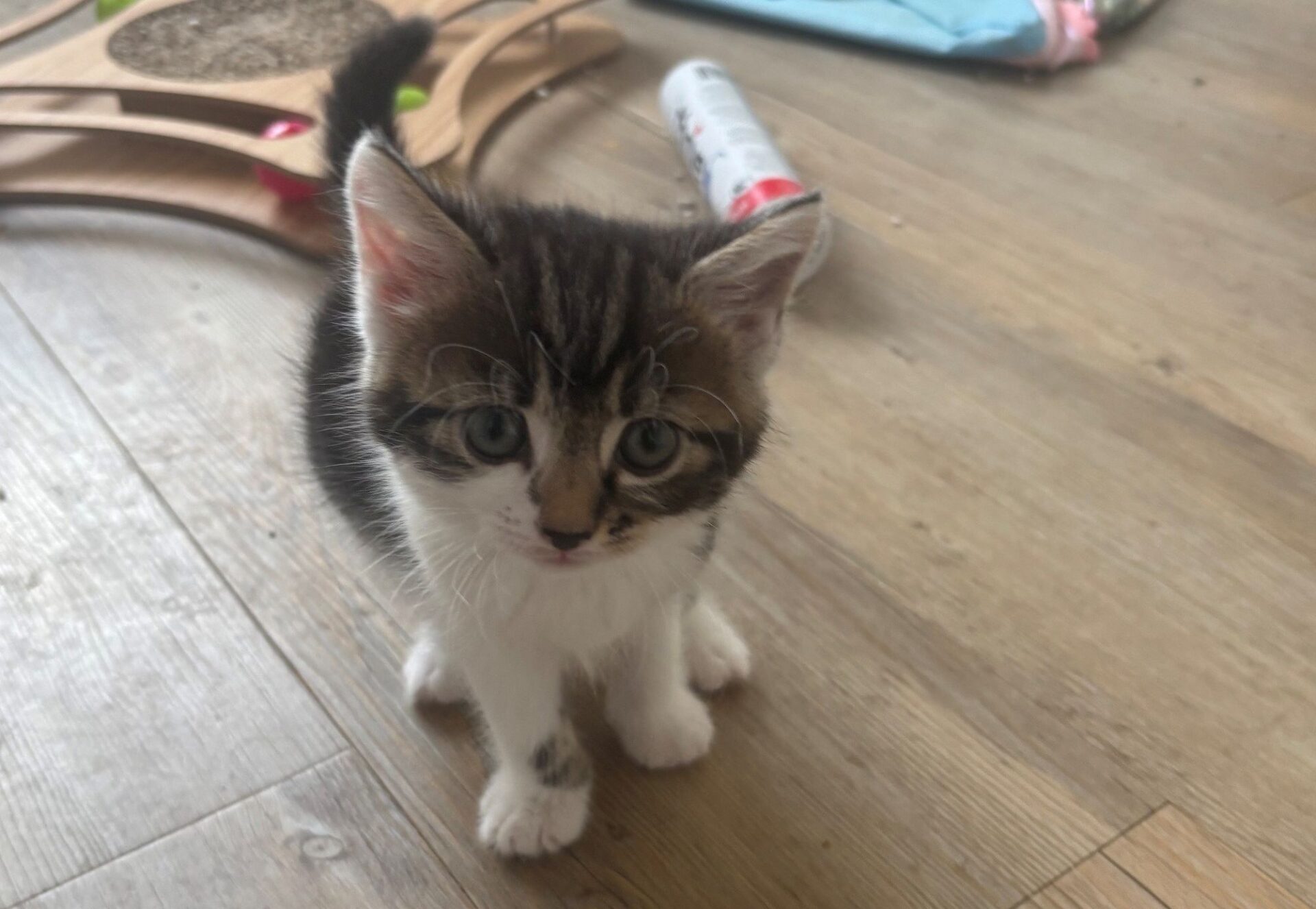 A small tabby and white kitten with blue eyes sits on a wooden floor, looking up. Cat toys and a blue blanket are visible in the background.