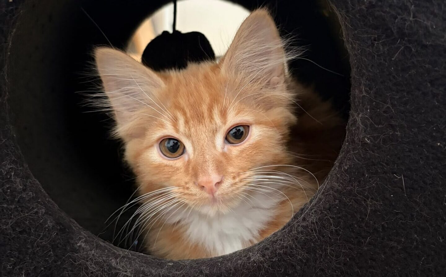 An orange and white kitten lies inside a black cat house, looking directly at the camera with alert ears. A small black toy hangs above the kitten inside the house.