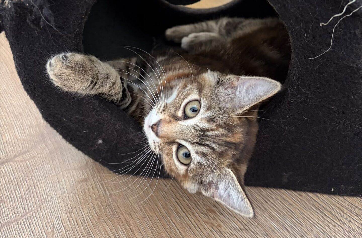 A tabby cat lies inside a black, heart-shaped cat tunnel, peeking out with one paw extended onto the wooden floor. The tunnel shows signs of wear along its edges.