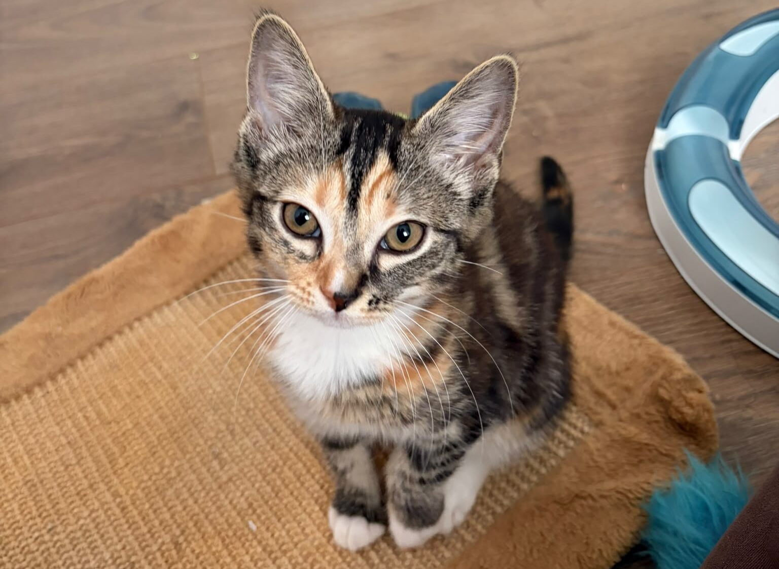 A small tabby kitten with orange and white markings sits on a tan mat on a wooden floor, looking up. Cat toys and a scratching post are in the background.