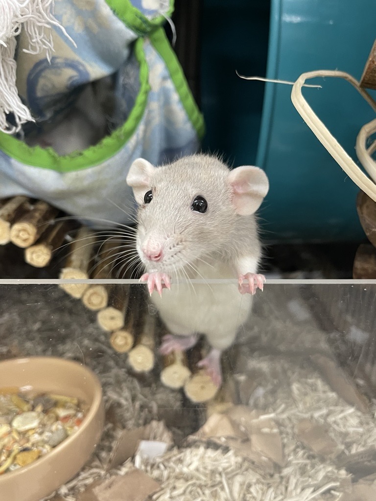 A curious rat stands on its hind legs, gripping the edge of a clear enclosure. The background shows wooden sticks, bedding and a hammock.