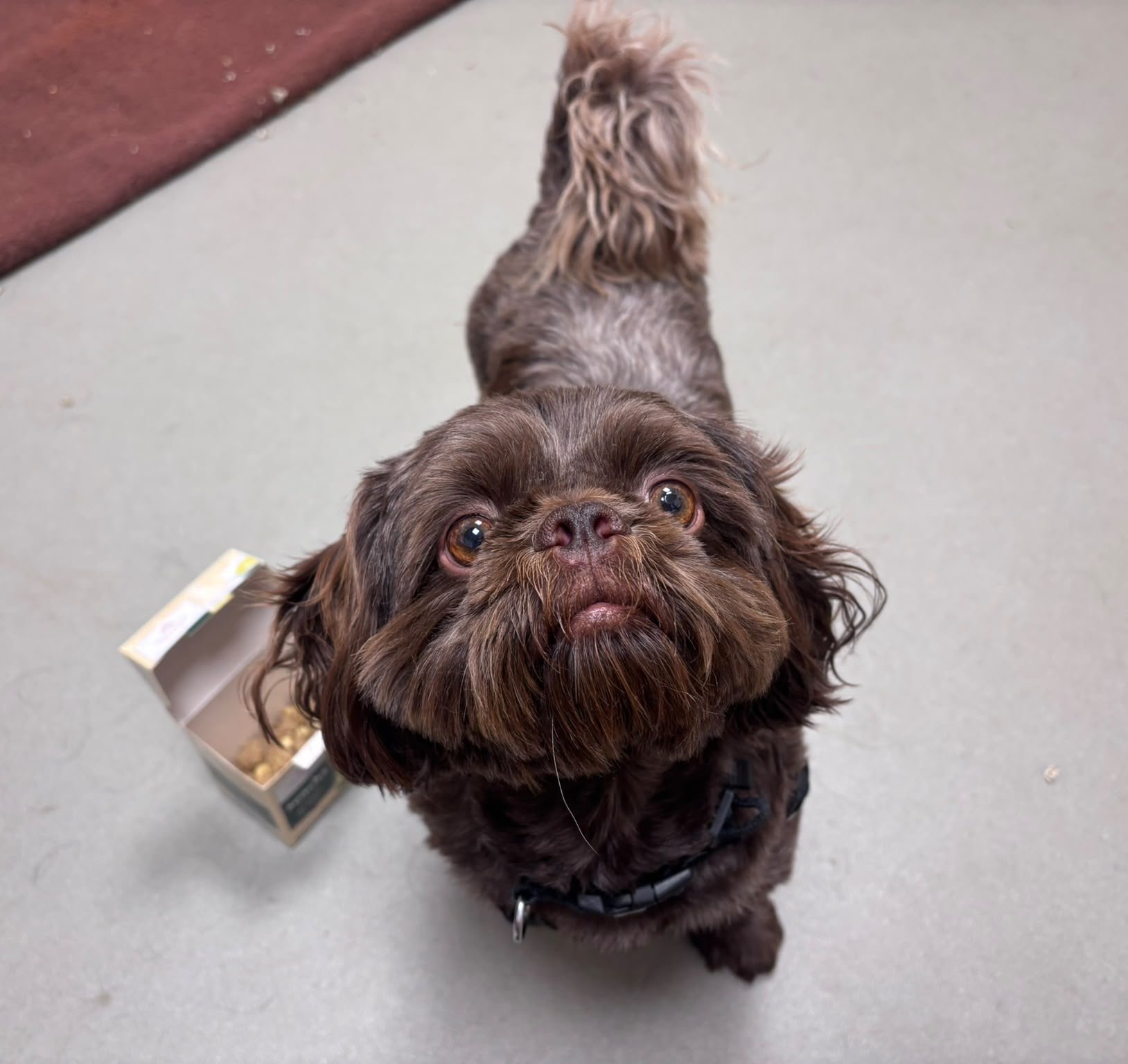 A small, brown, fluffy shih tzu with bright eyes looks up. The dog stands on a light-coloured floor beside an open treat box, with its tail curled up and ears perked.