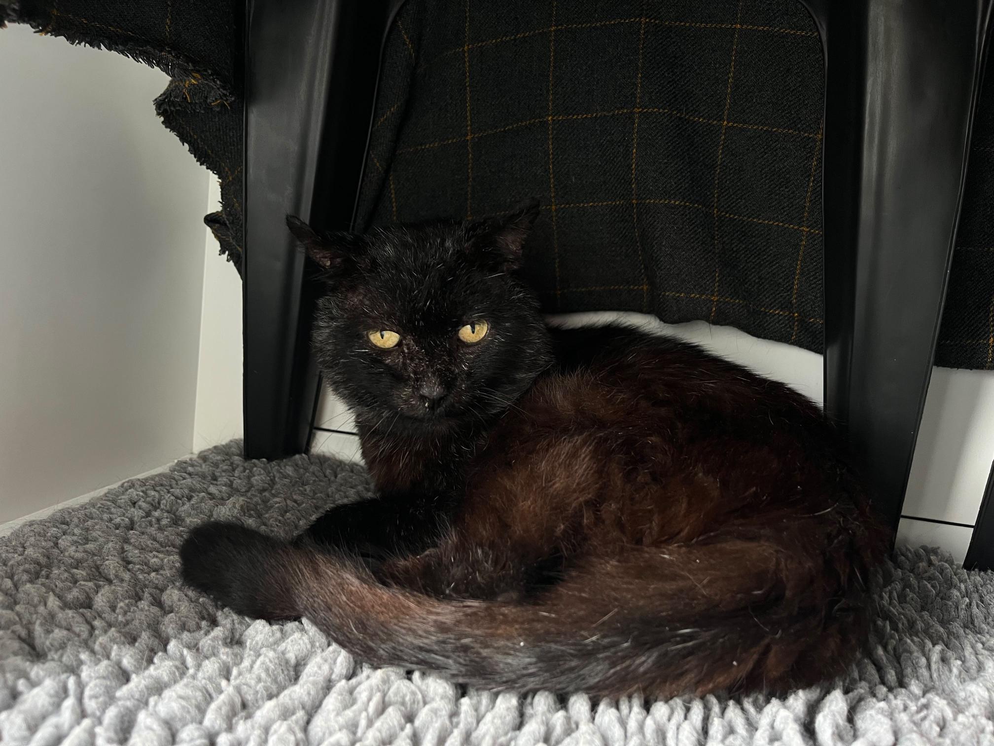 A black cat with yellow eyes lies curled up on a grey textured blanket under a chair, looking towards the camera. A dark patterned fabric is draped over the chair above the cat.