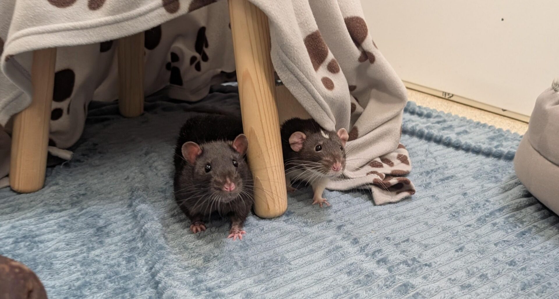 One black rat and one black and white rat peek out from under a wooden stool covered with a paw-print blanket, standing on a textured blue rug in a cosy indoor setting.