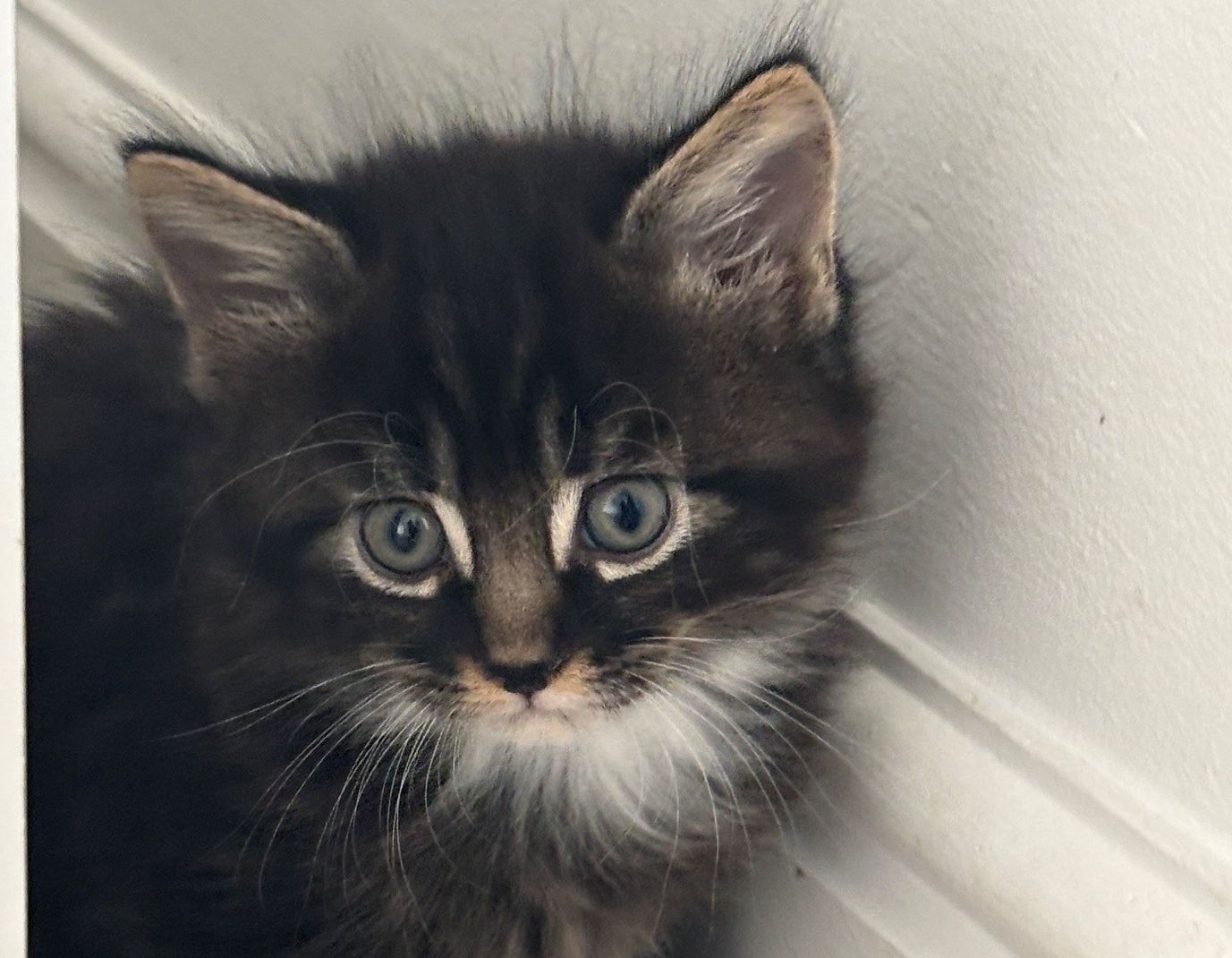 A fluffy, dark tabby kitten with blue eyes sits against a white wall, looking directly at the camera. Its ears are perked up and its fur is soft with lighter markings around the face and chest.