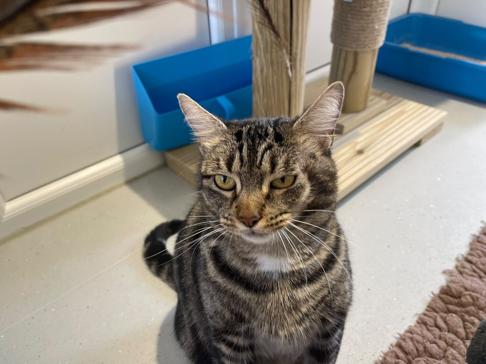 Tabby cat with green eyes sits on a light floor near a scratching post, blue litter trays, and a brown rug, looking slightly to the left with a calm expression.