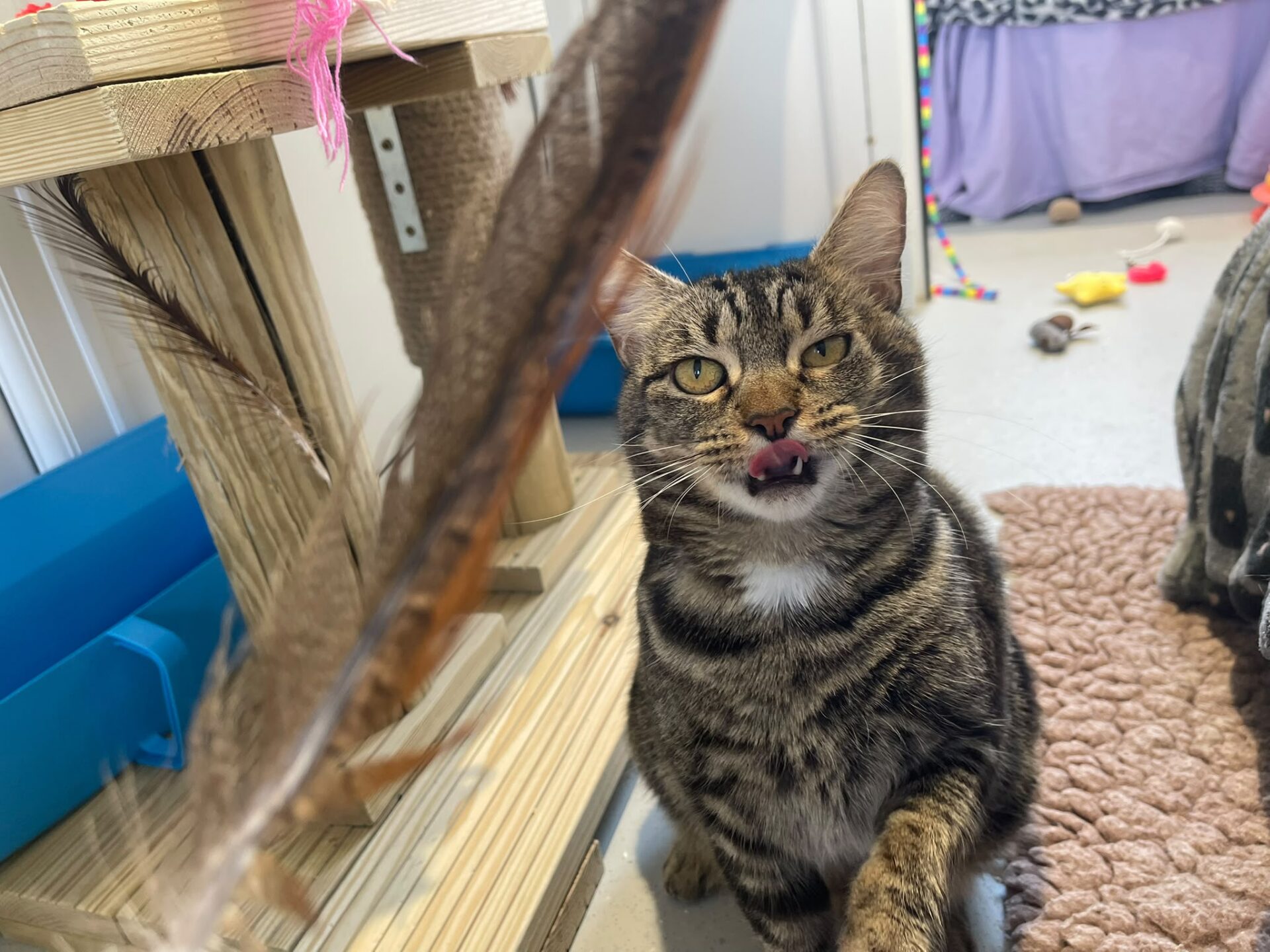 A tabby cat with yellow eyes sits on a textured mat, licking its nose and looking at a feather toy. A wooden cat tree, colourful toys, and a purple blanket are visible in the background.