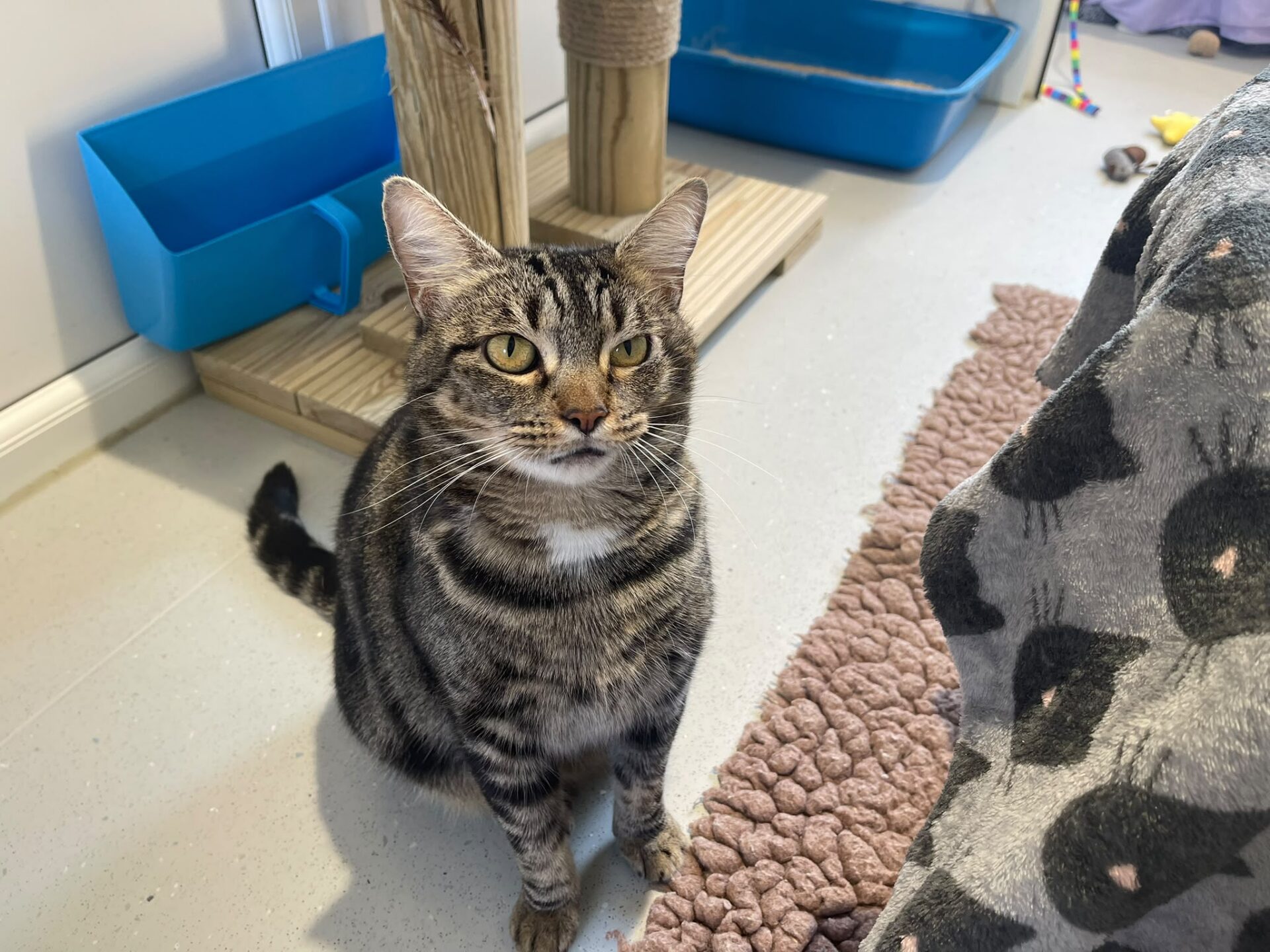 A tabby cat with green eyes sits on a light floor near a scratching post, blue litter tray, and a textured pink mat. Part of a grey blanket with black cat faces is visible.