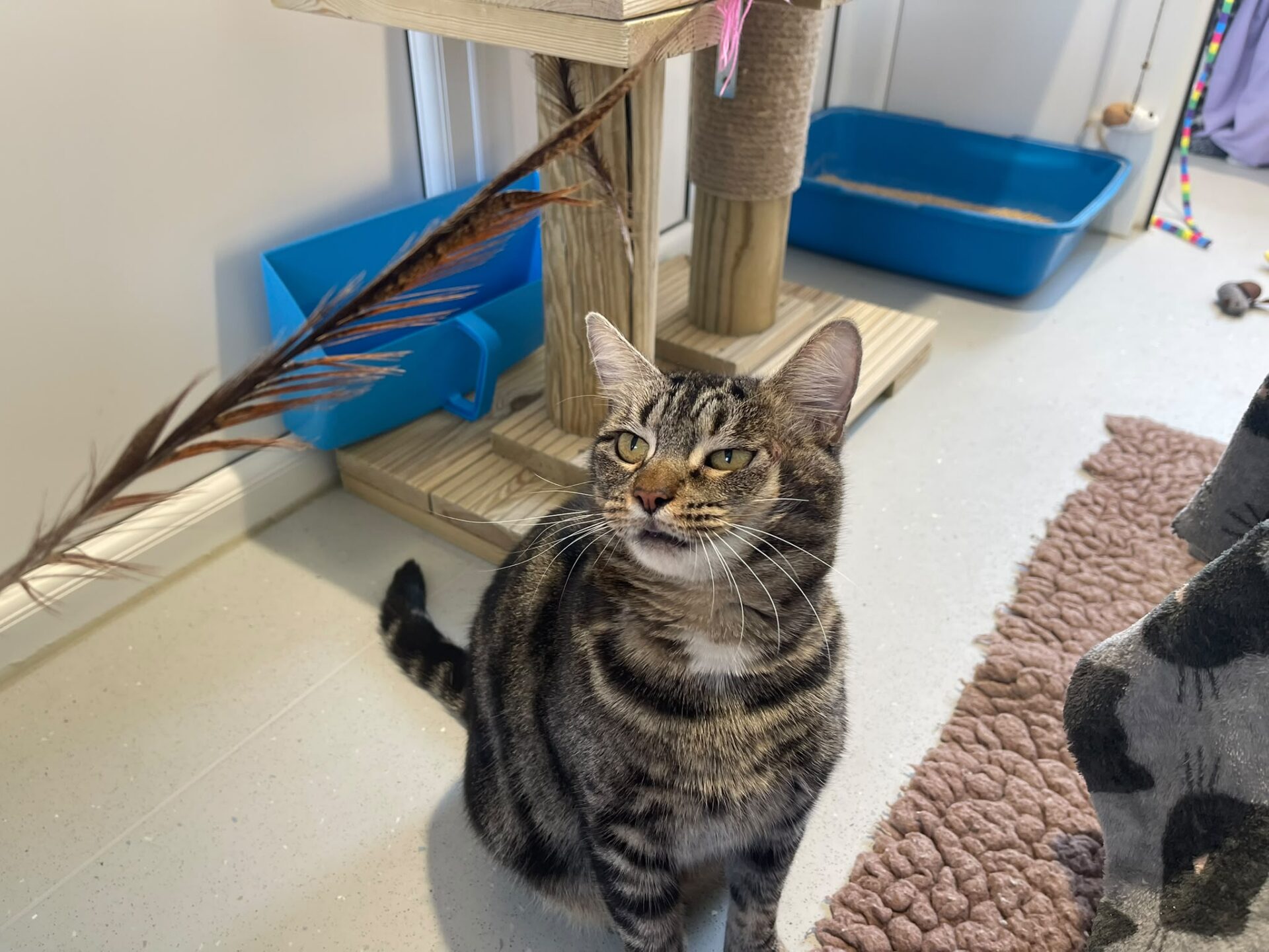 A tabby cat sits on the floor near a scratching post and blue litter tray, looking up at a brown feather toy. A textured mat and cat tree are also visible in the background.