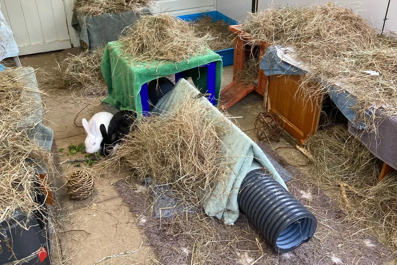 Two rabbits sit near a tunnel covered with hay and towels in a room filled with hay, wooden hutches, and toys. The space looks like an indoor rabbit play area or shelter.